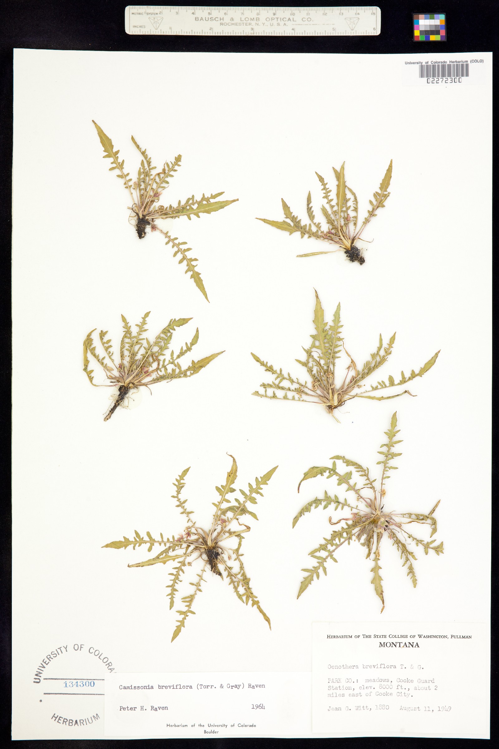 Taraxia breviflora image