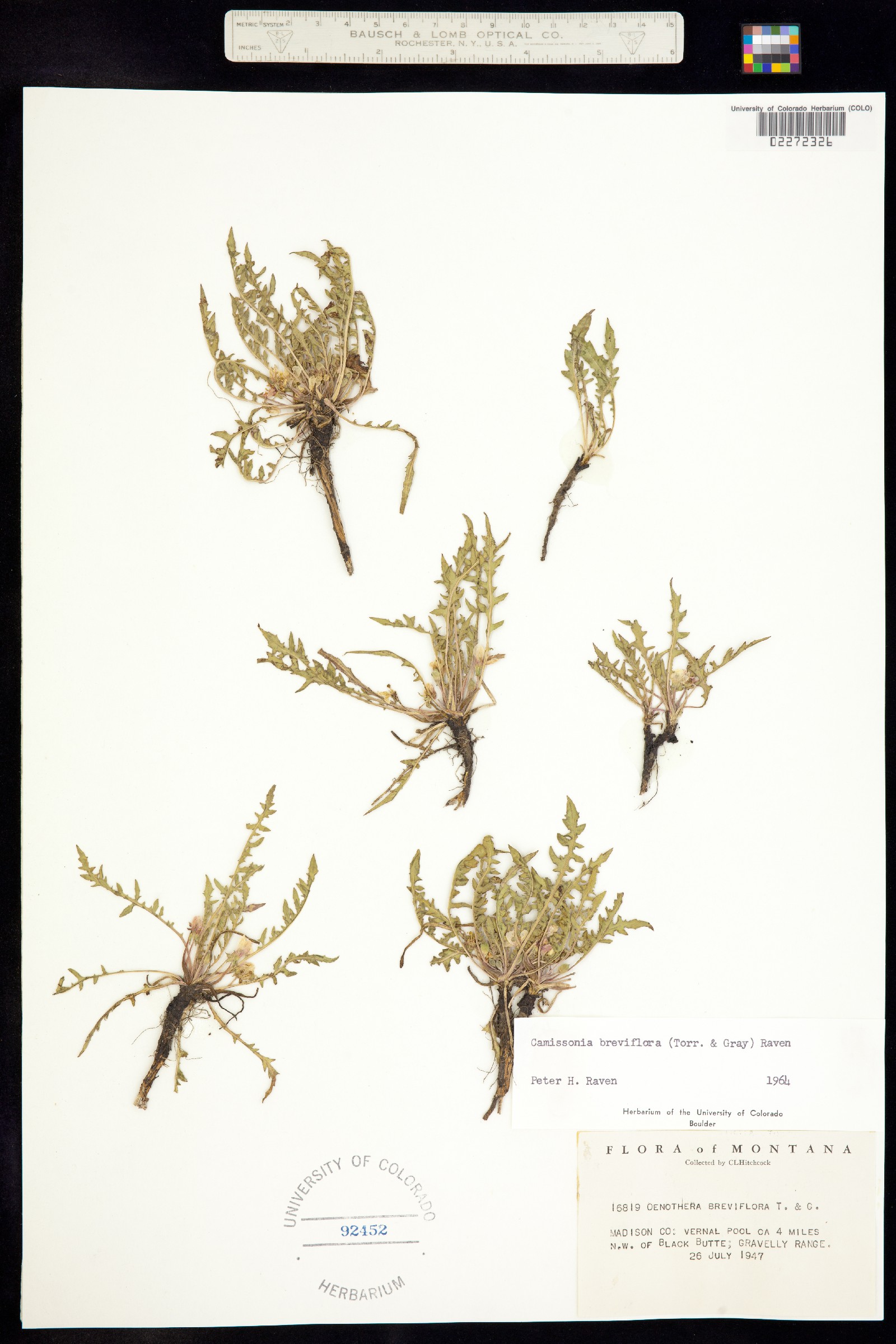 Taraxia breviflora image