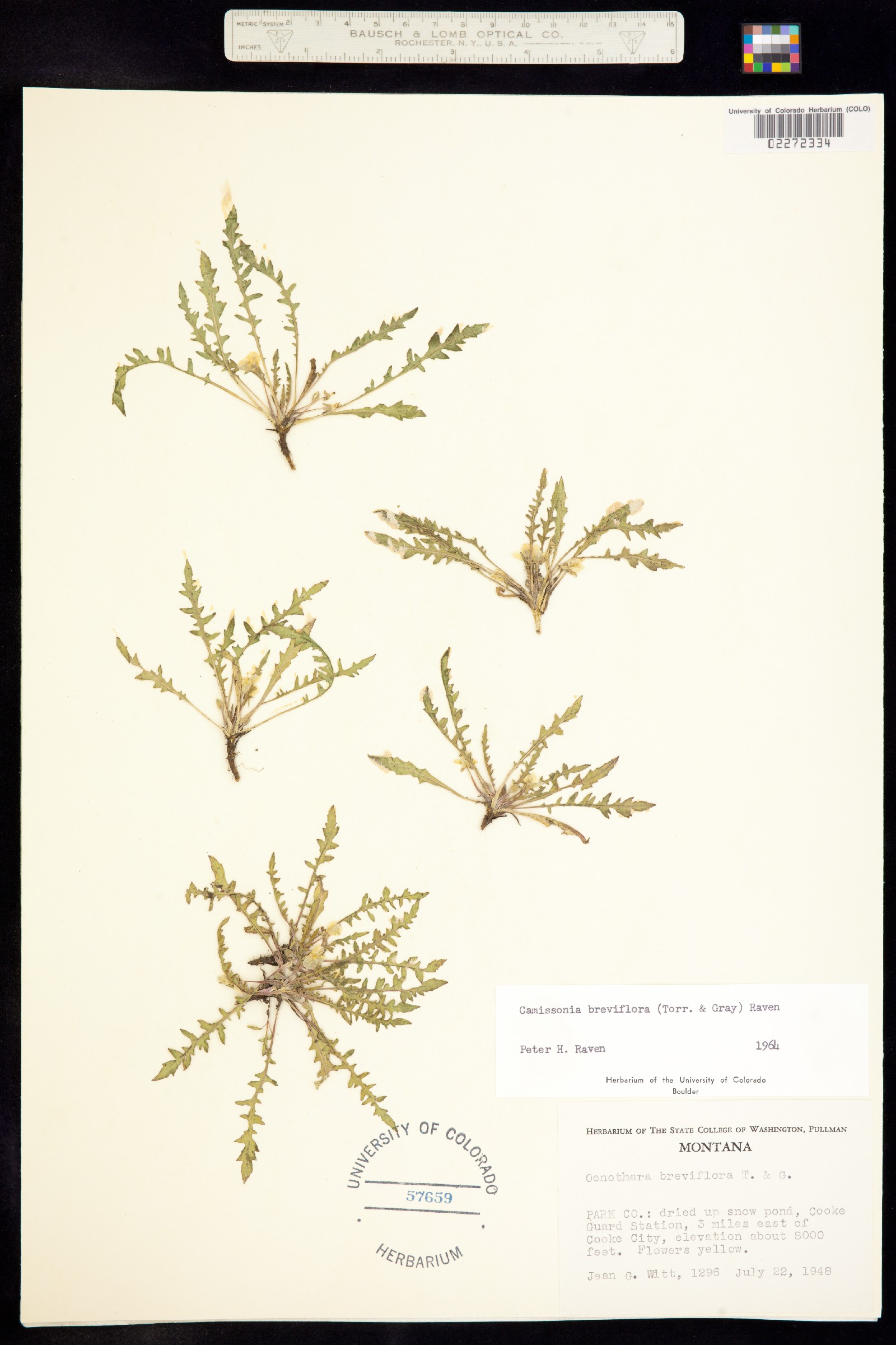 Taraxia breviflora image