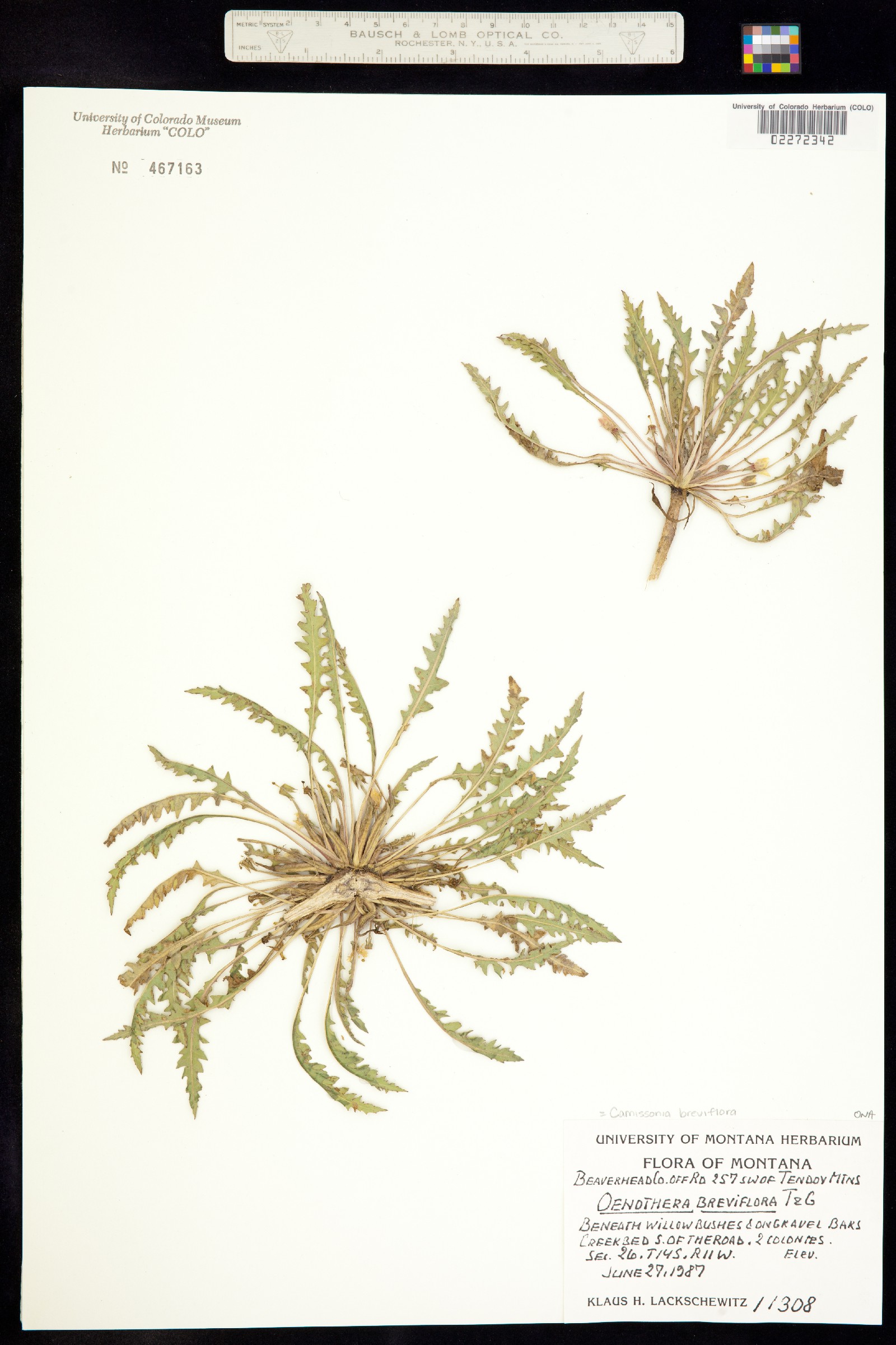 Taraxia breviflora image