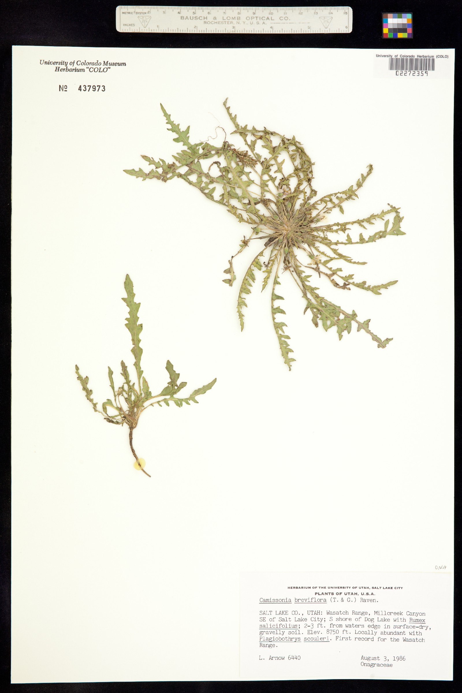 Taraxia breviflora image
