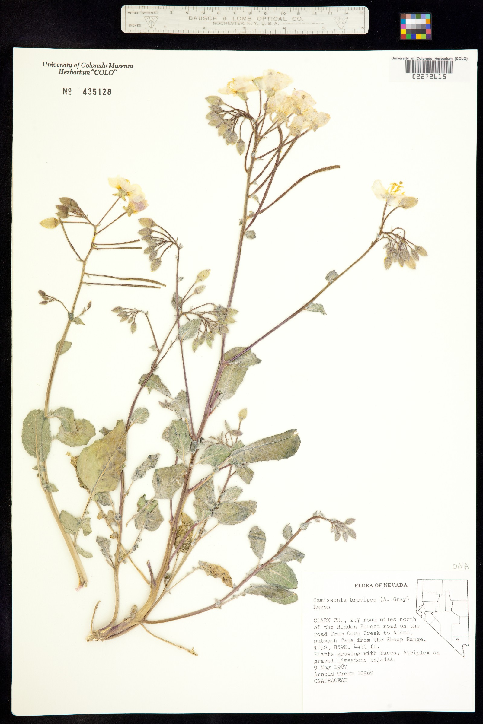 Chylismia brevipes image