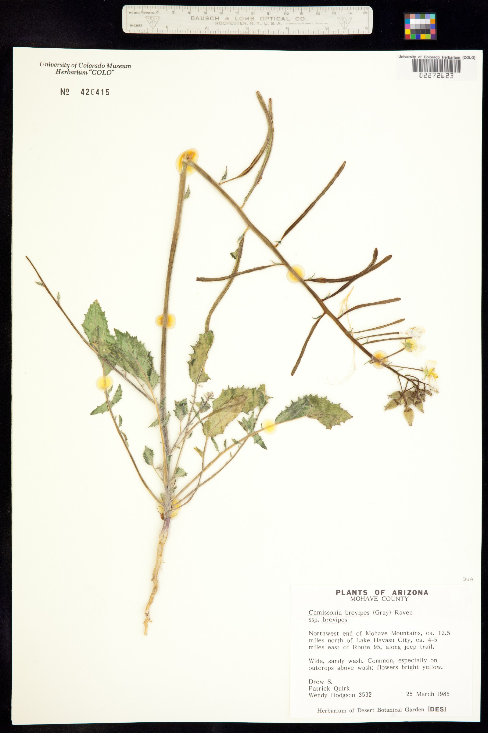 Chylismia brevipes image