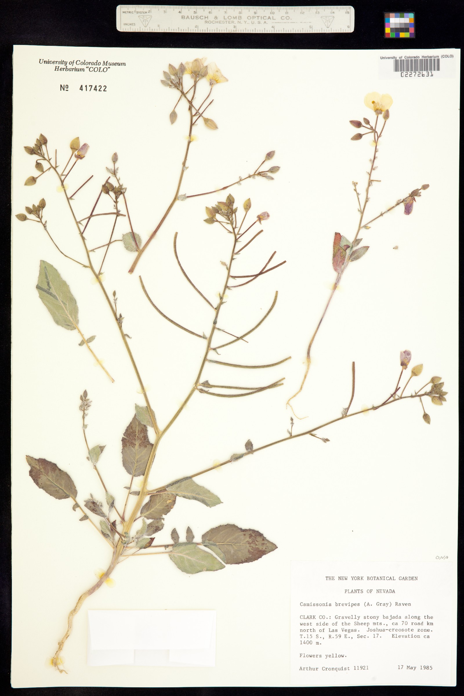 Chylismia brevipes image