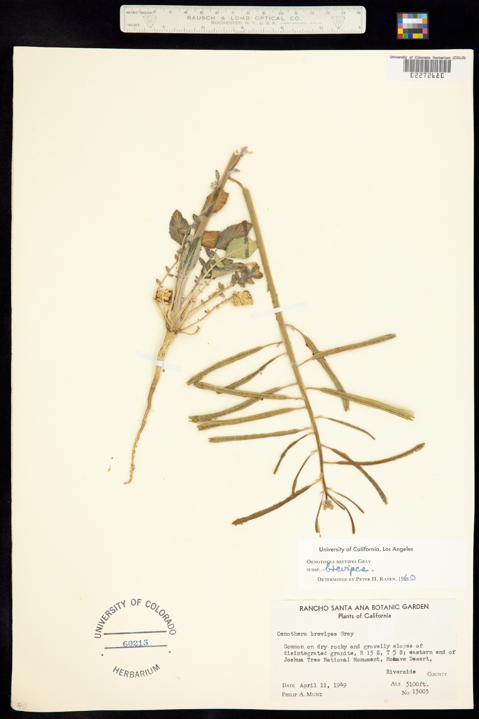 Chylismia brevipes image