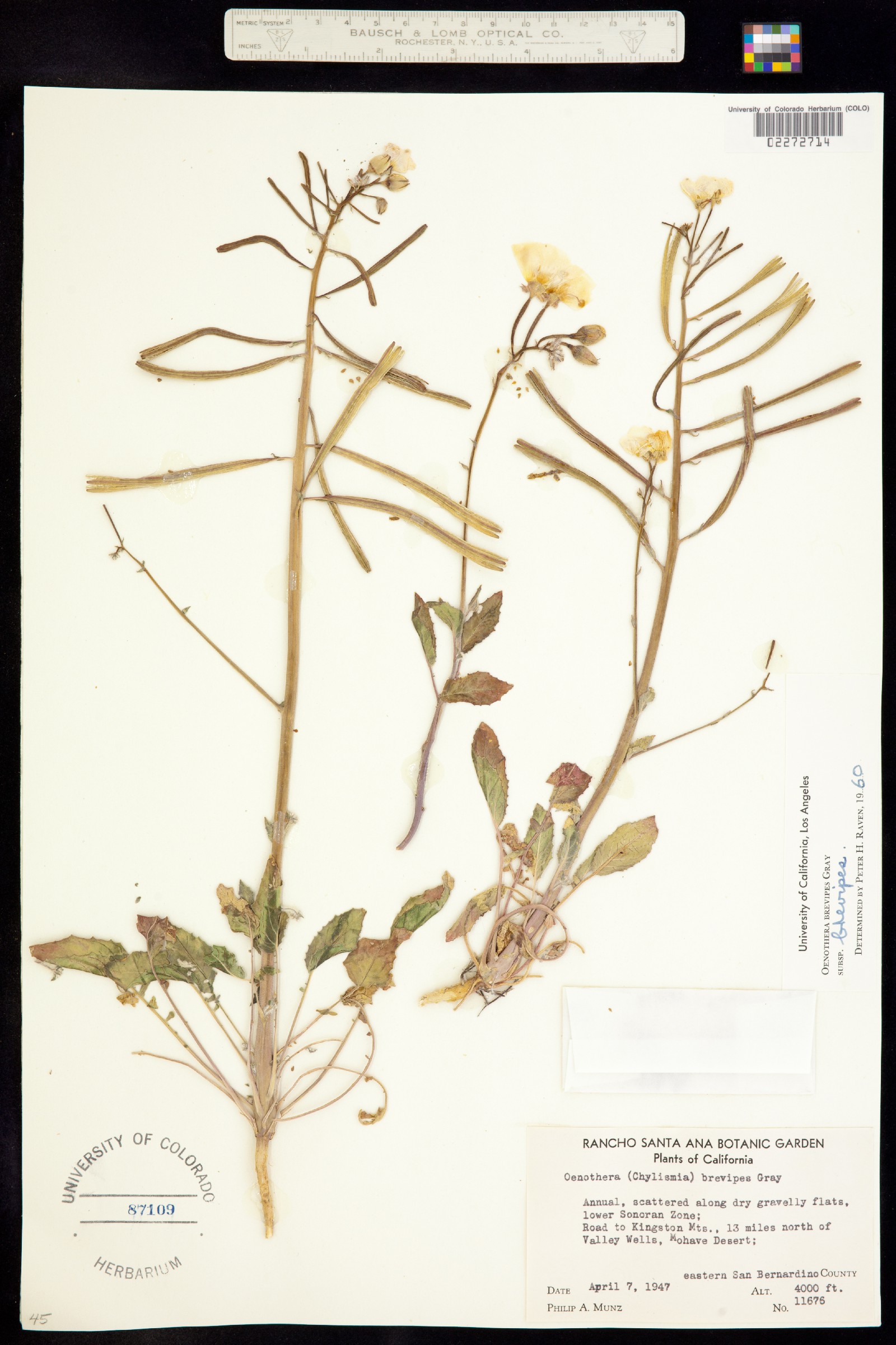 Chylismia brevipes image