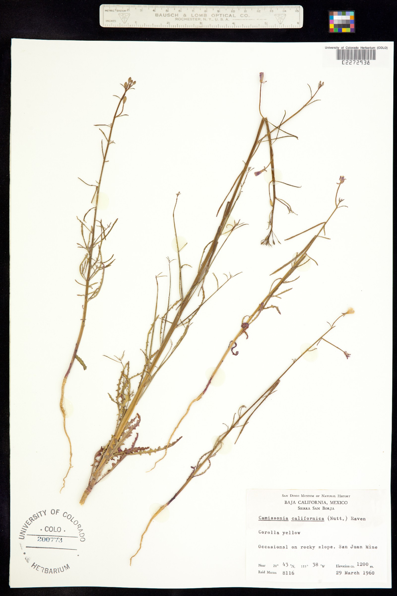 Eulobus californicus image