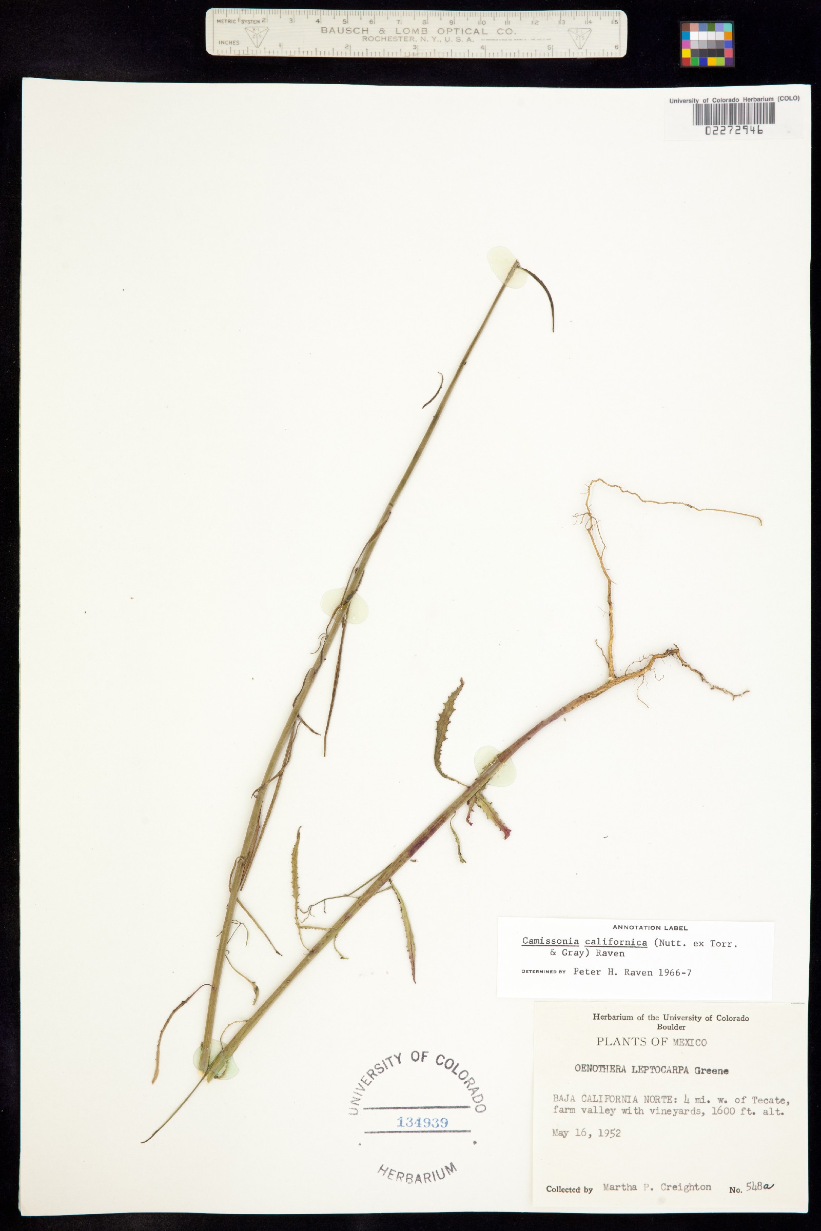 Eulobus californicus image