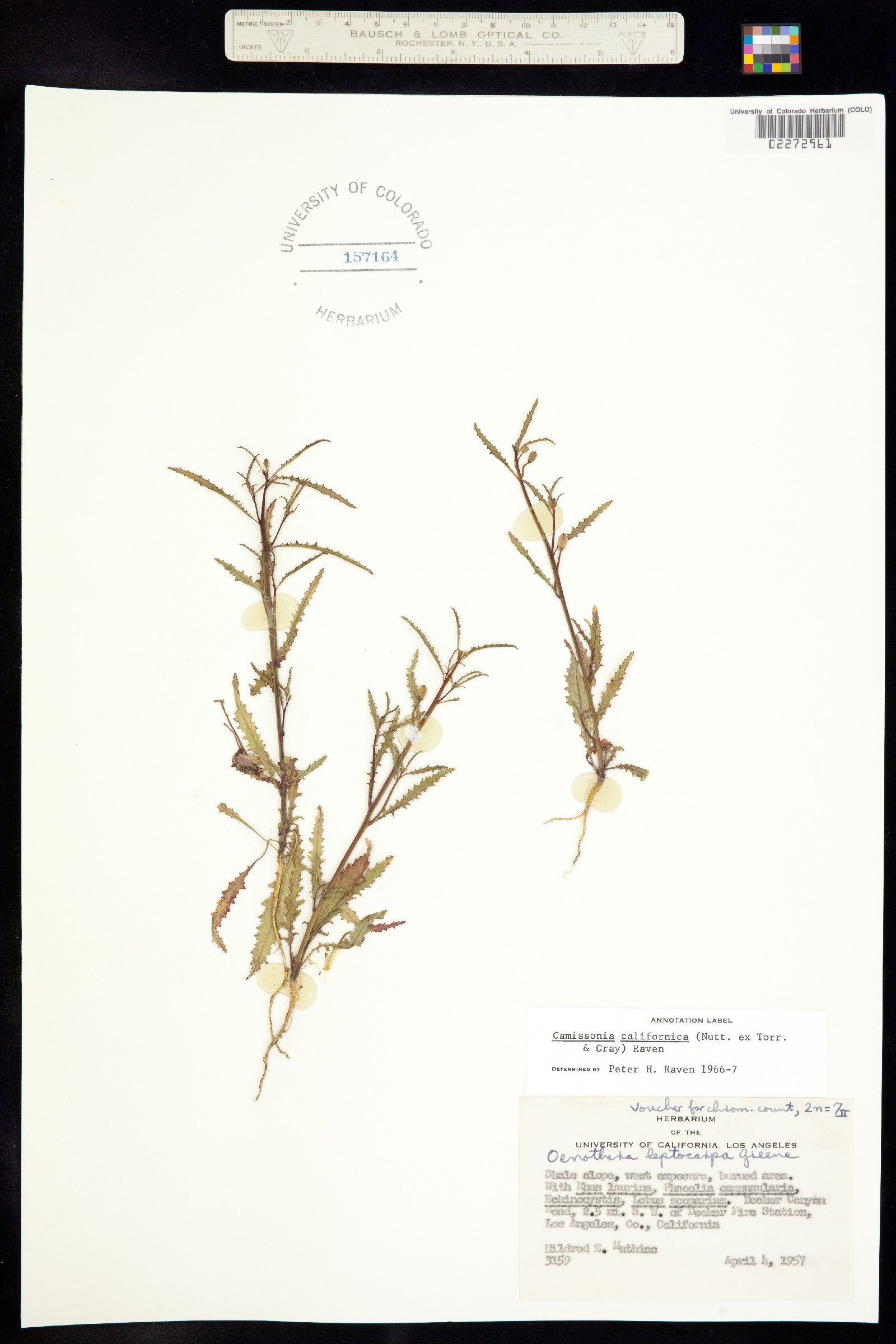 Eulobus californicus image