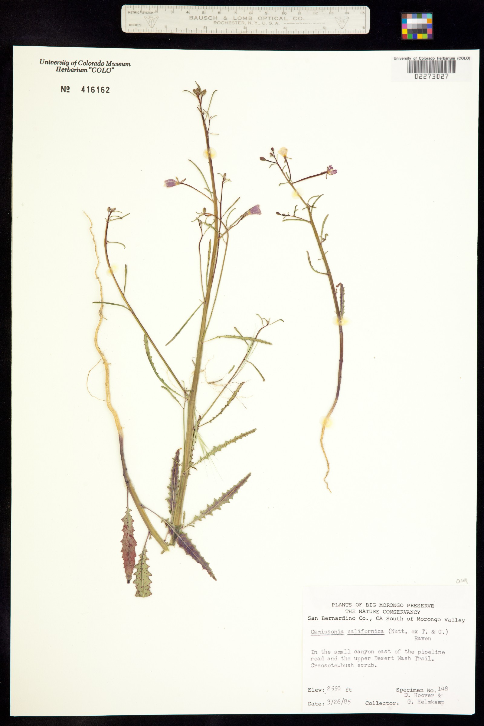 Eulobus californicus image