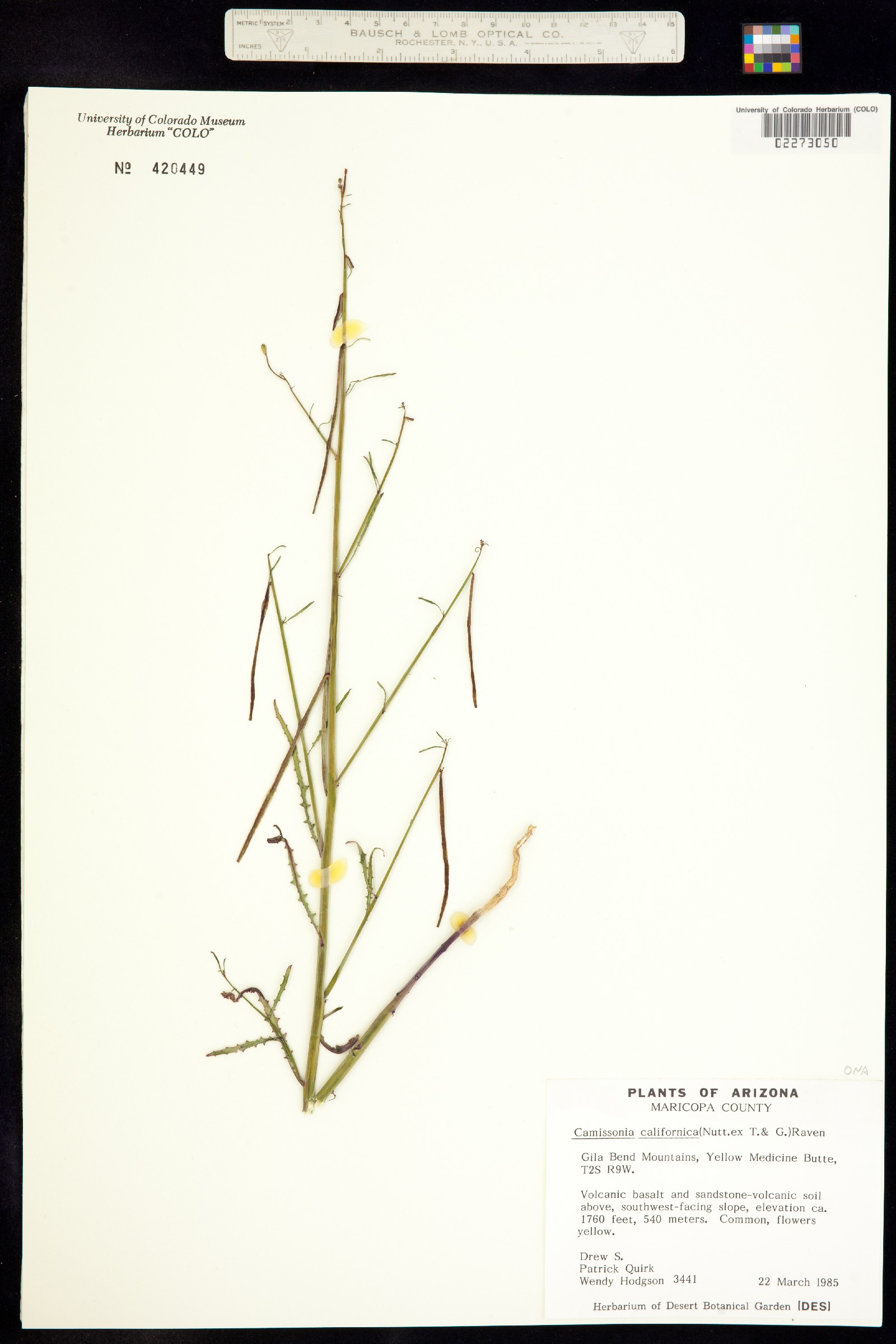 Eulobus californicus image