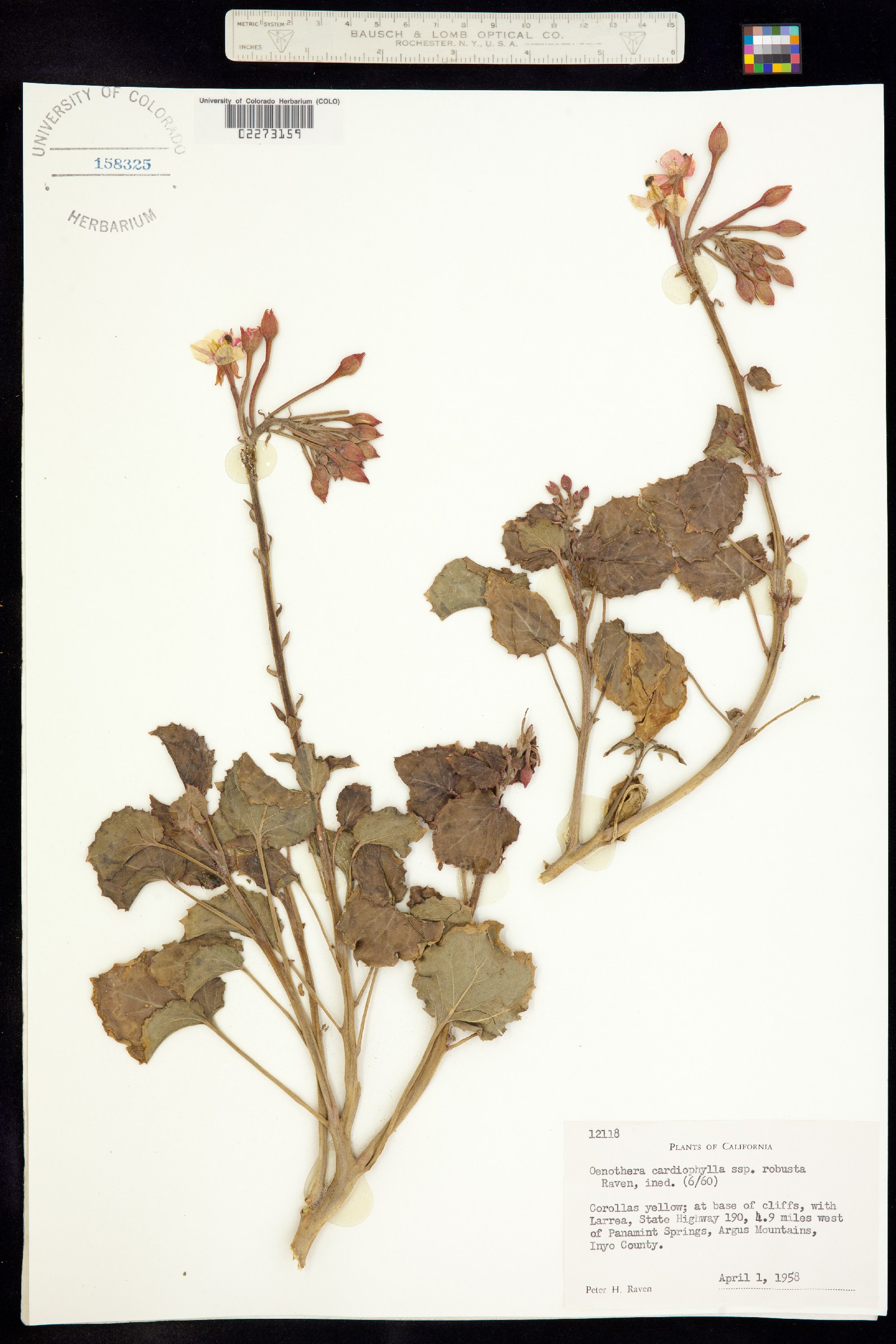 Chylismia cardiophylla image