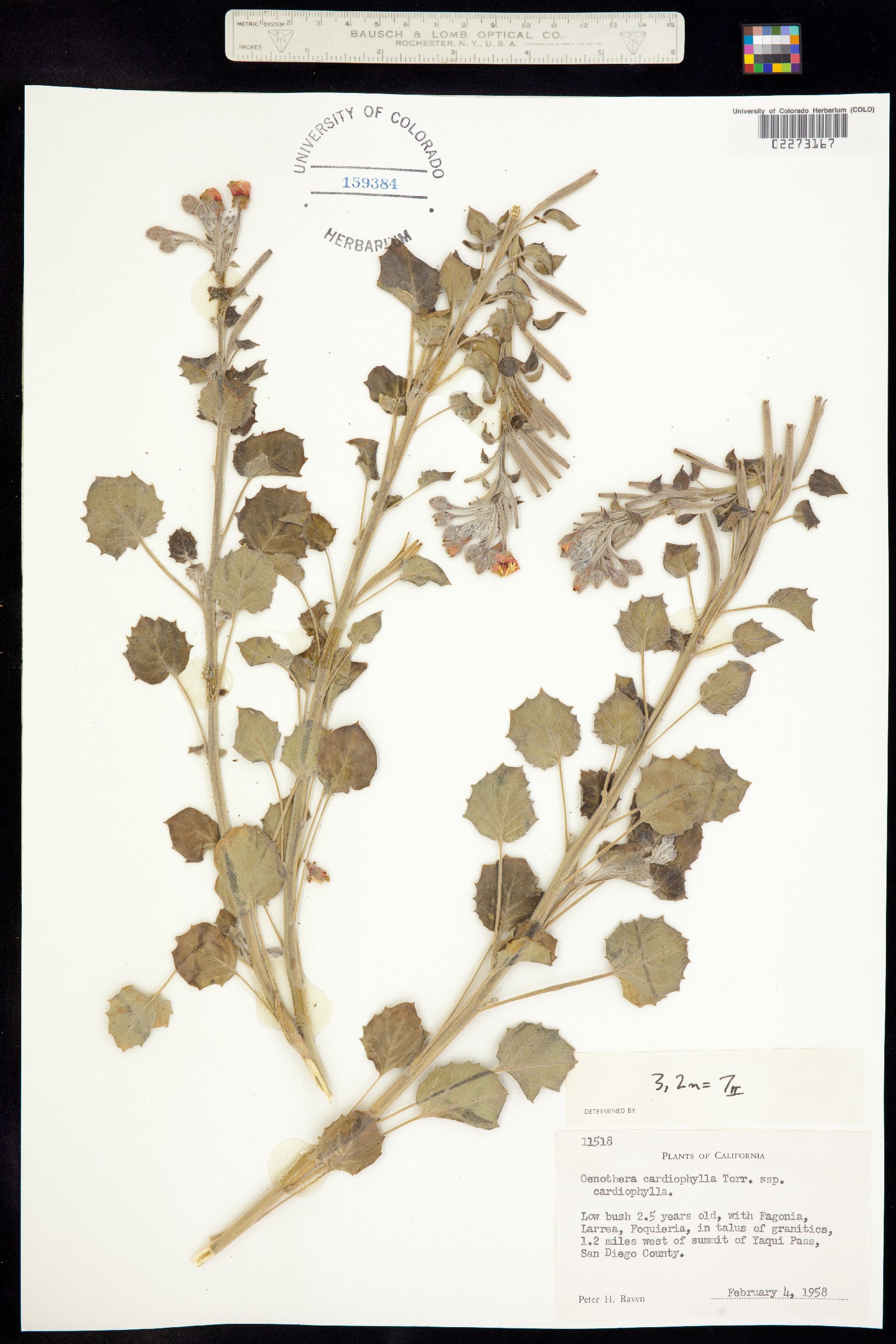 Chylismia cardiophylla image