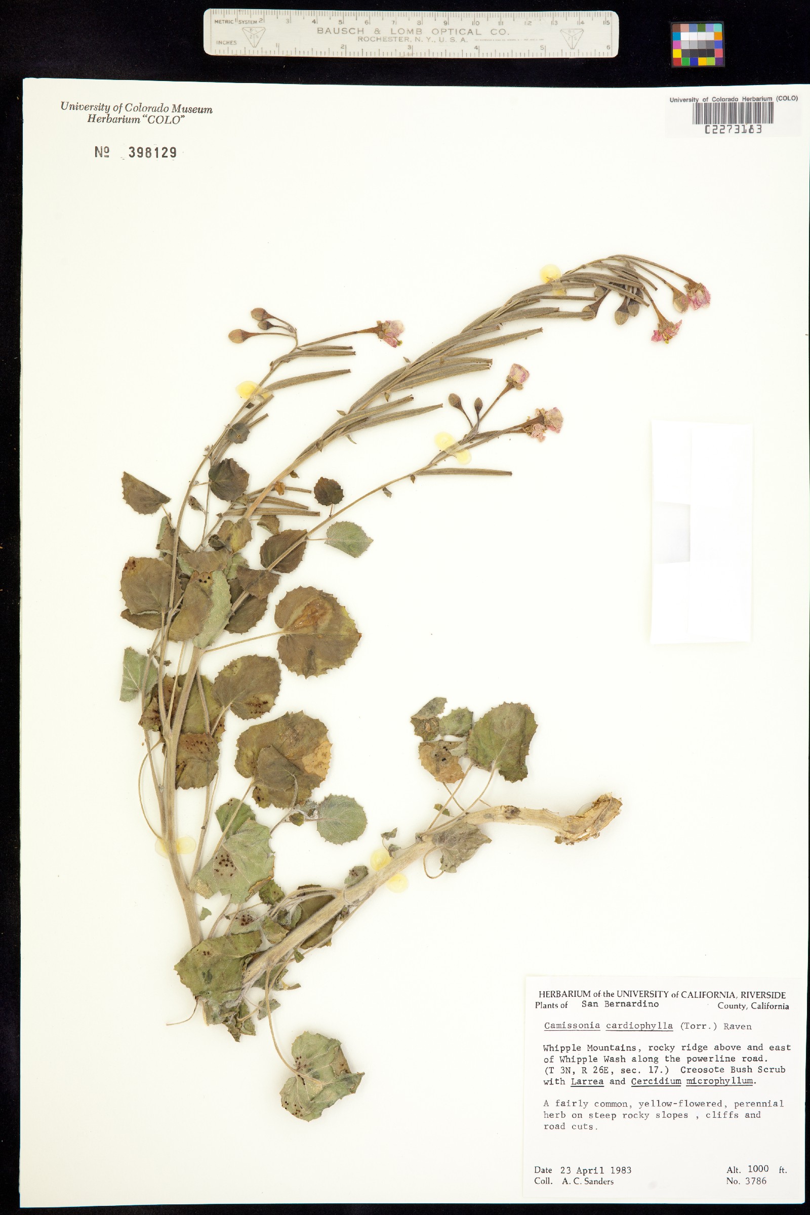 Camissonia image