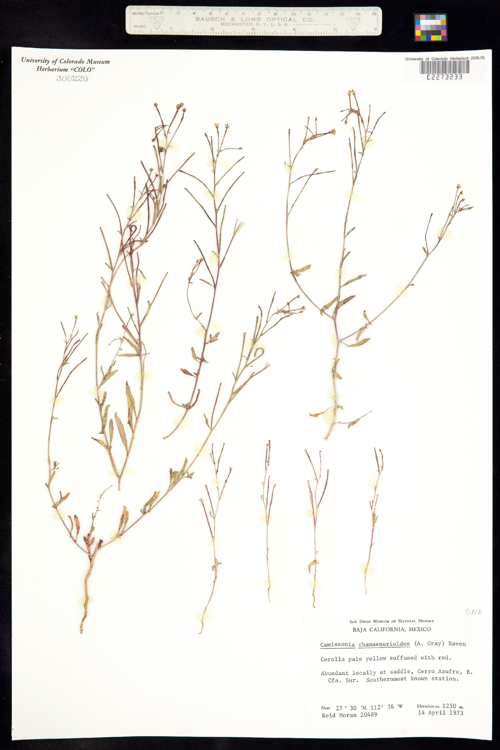 Eremothera chamaenerioides image