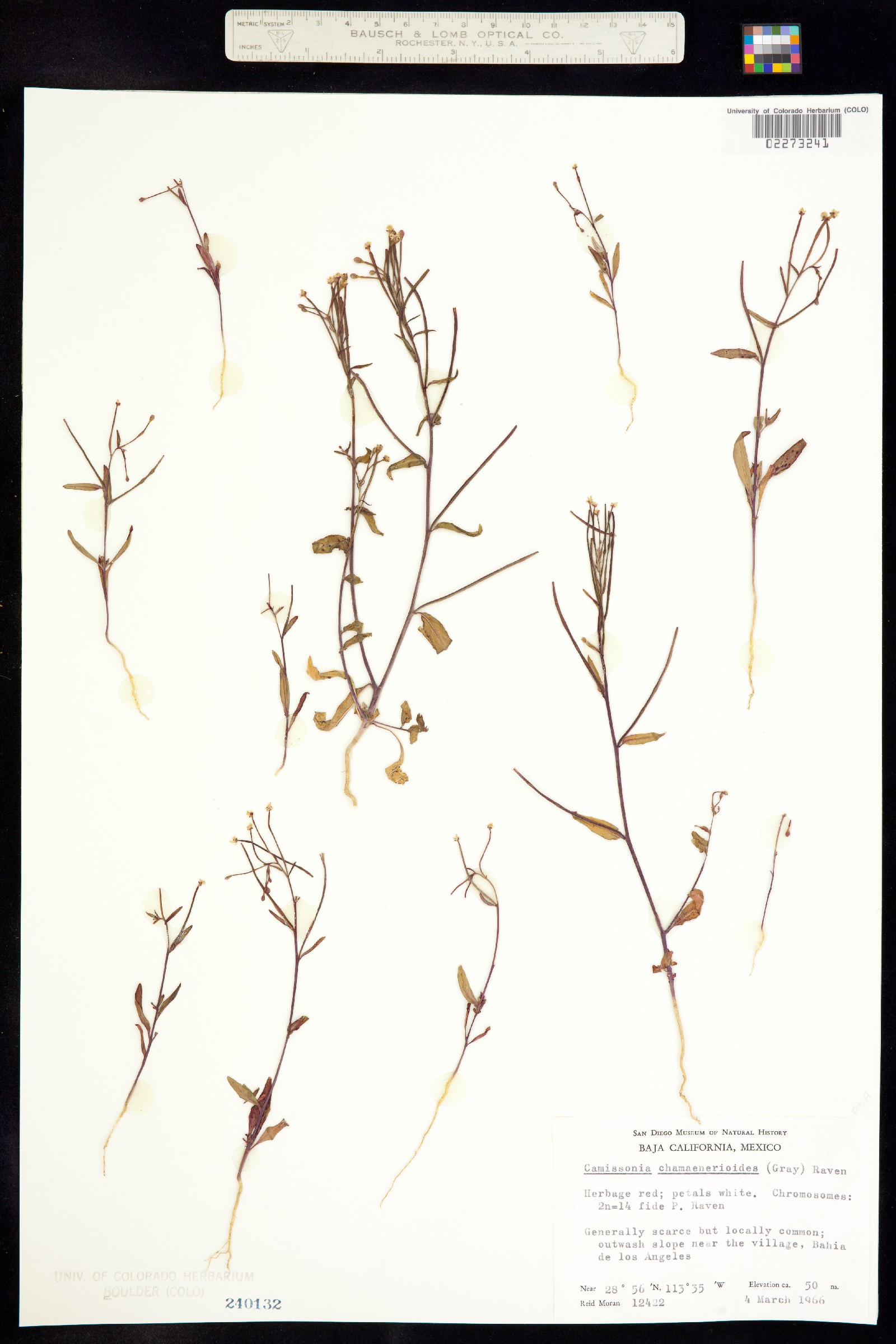 Eremothera chamaenerioides image