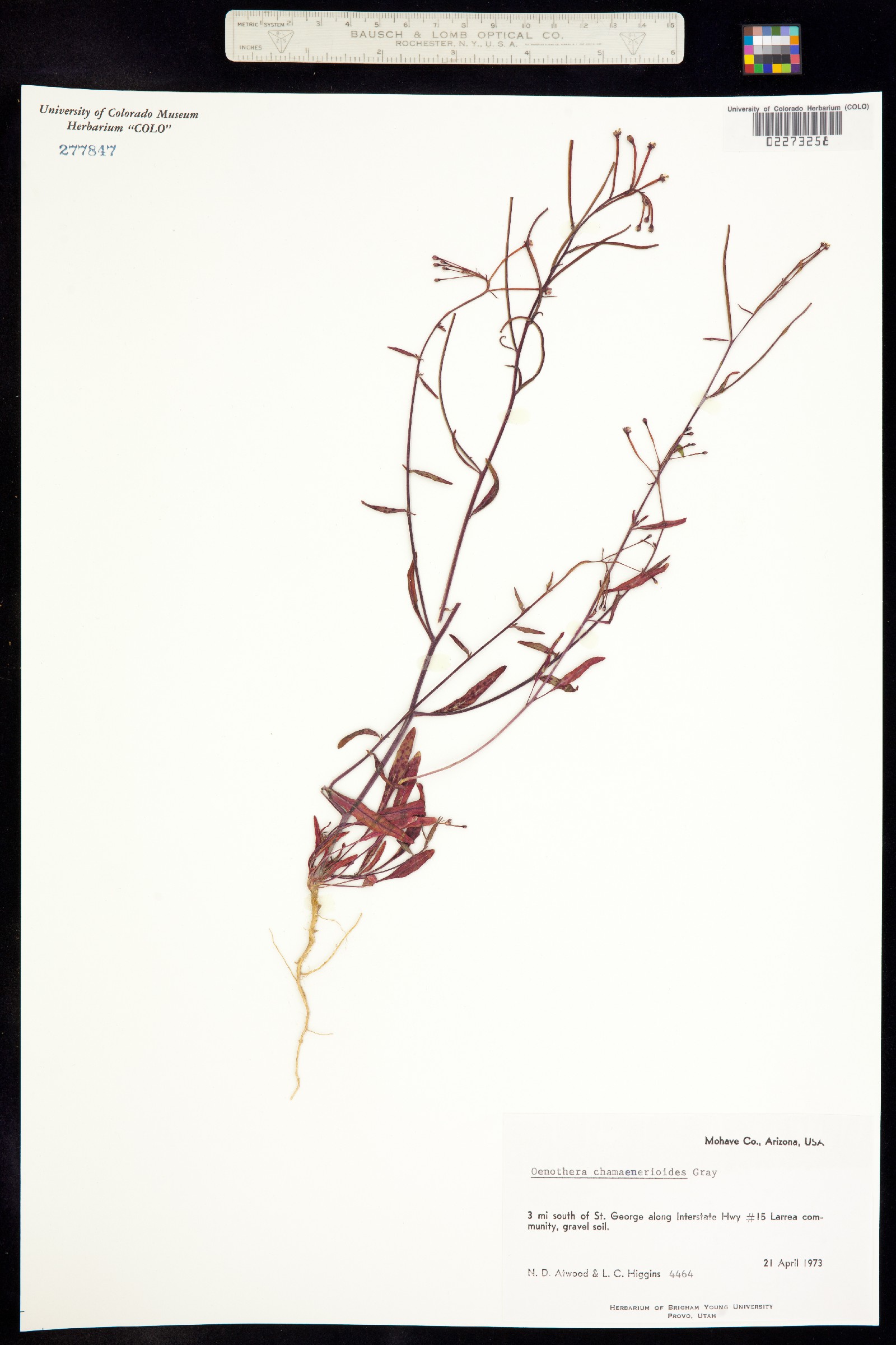 Eremothera chamaenerioides image