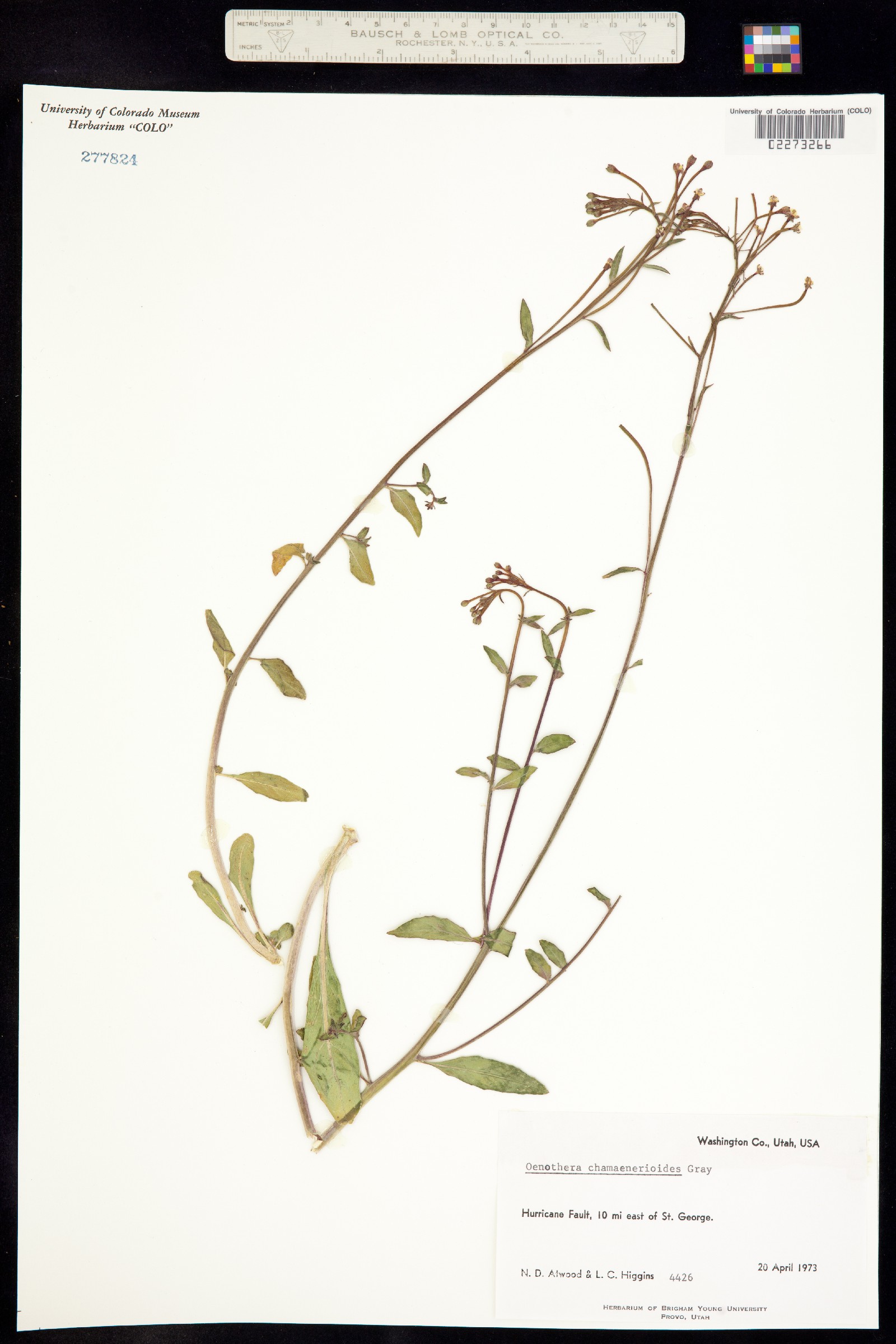 Eremothera chamaenerioides image