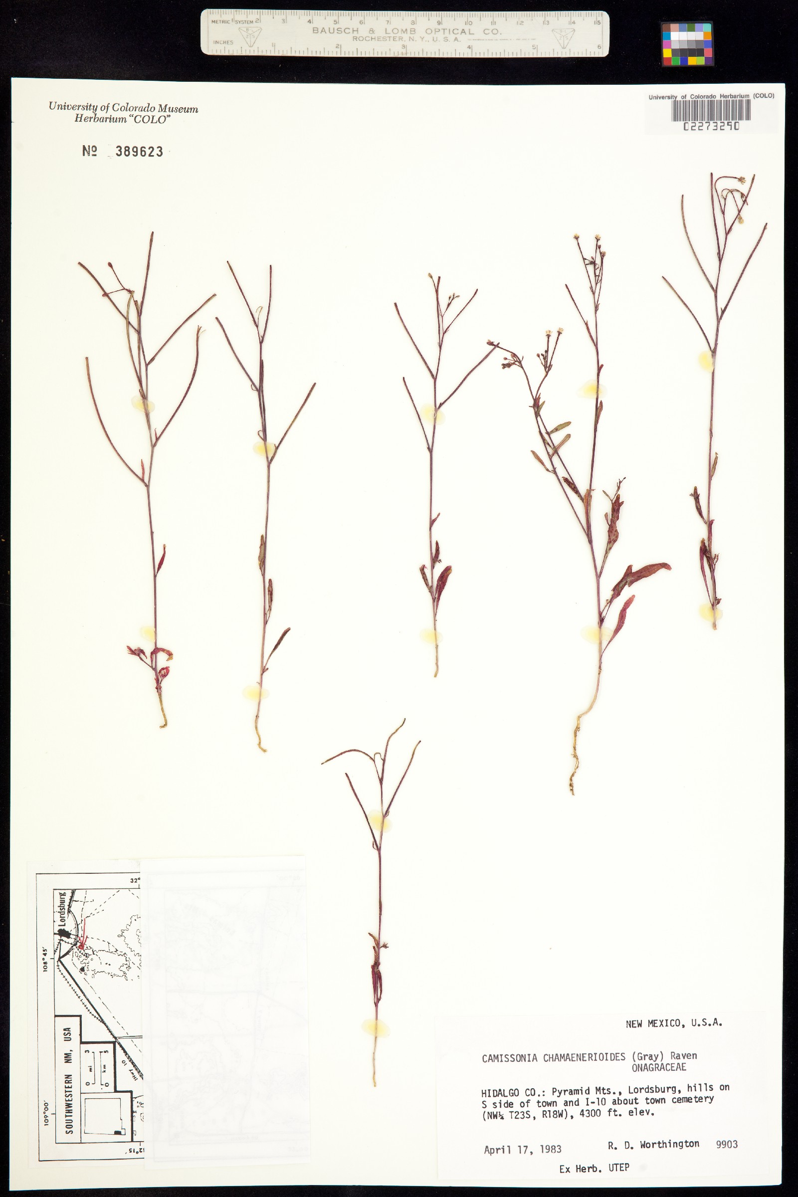 Eremothera chamaenerioides image