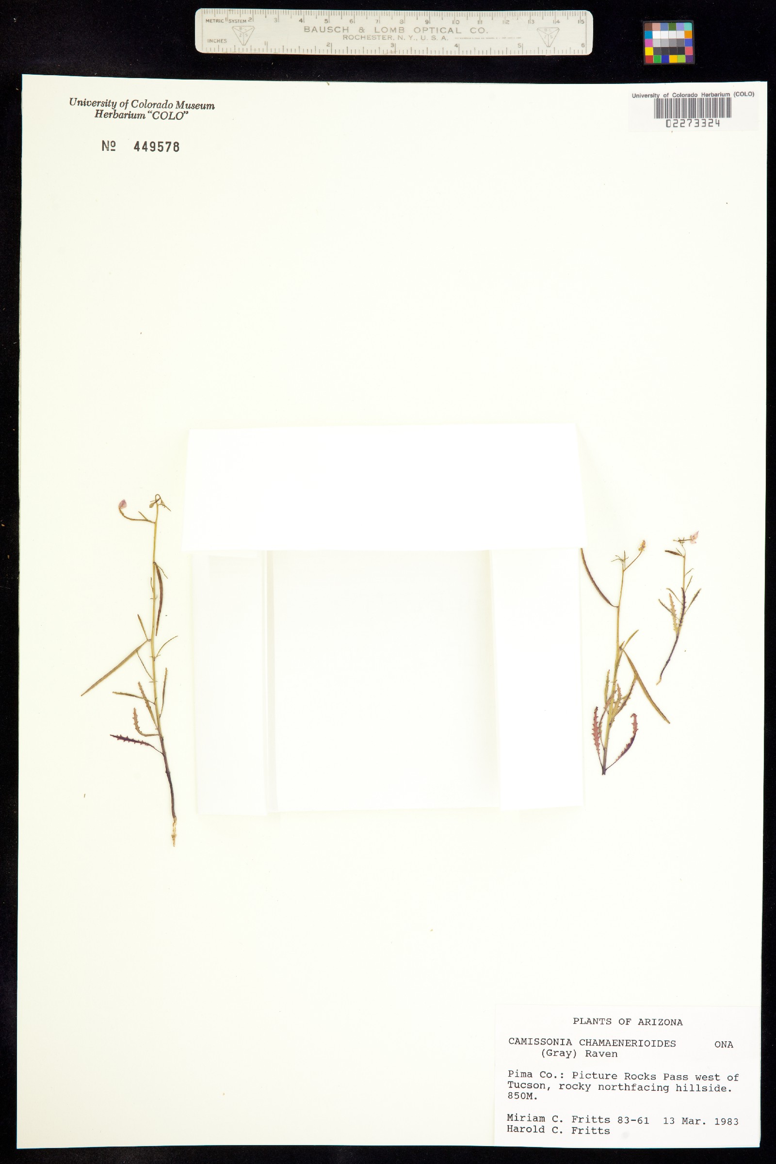 Eremothera chamaenerioides image