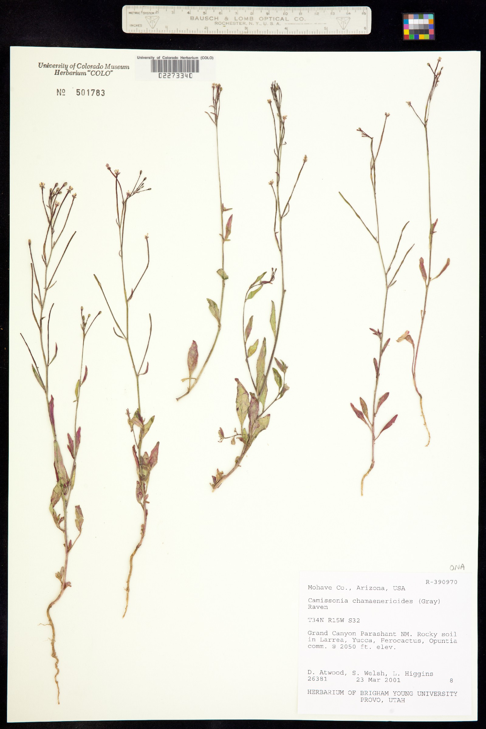 Eremothera chamaenerioides image