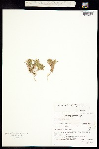 Camissonia contorta image