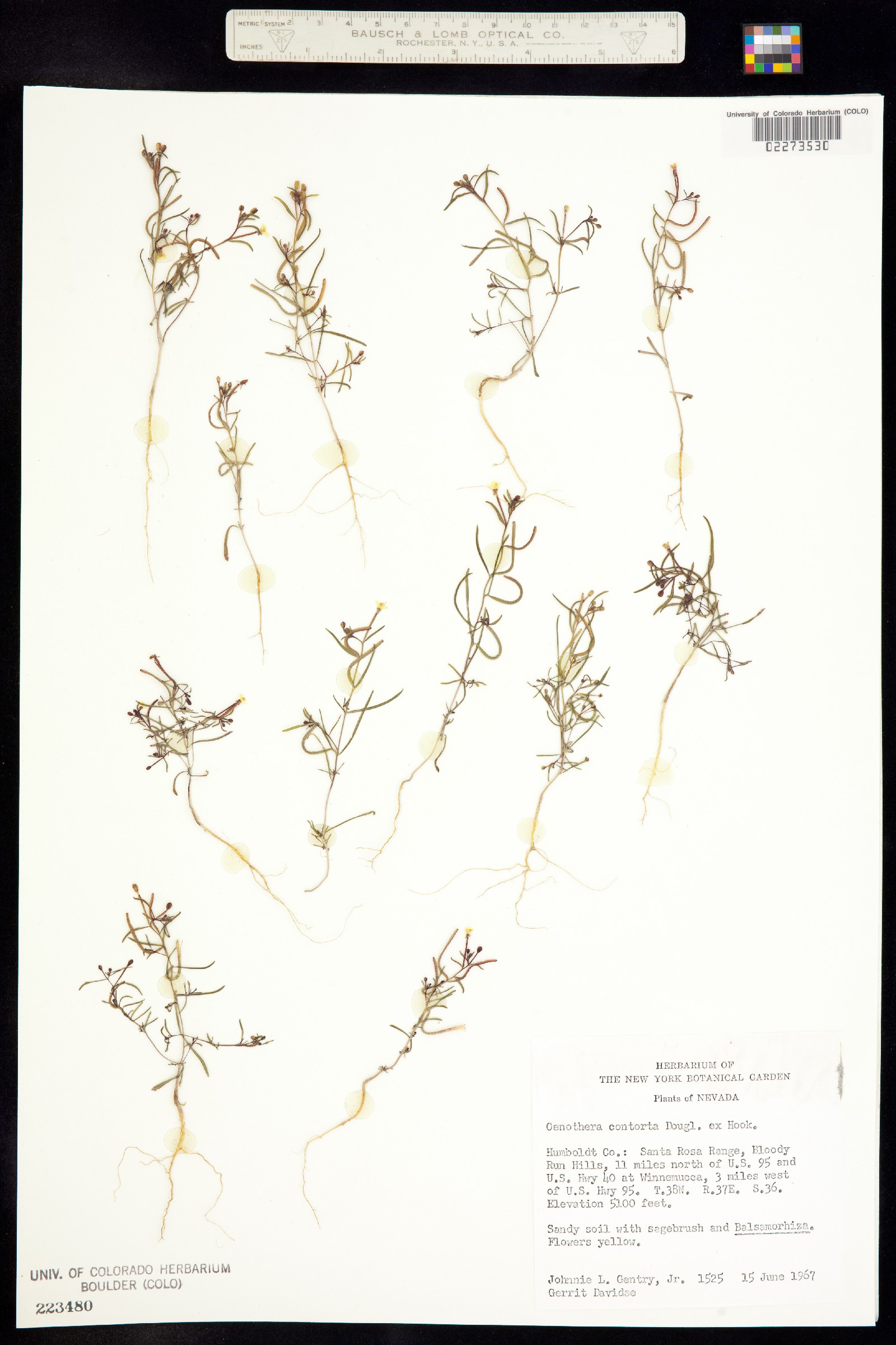 Camissonia contorta image