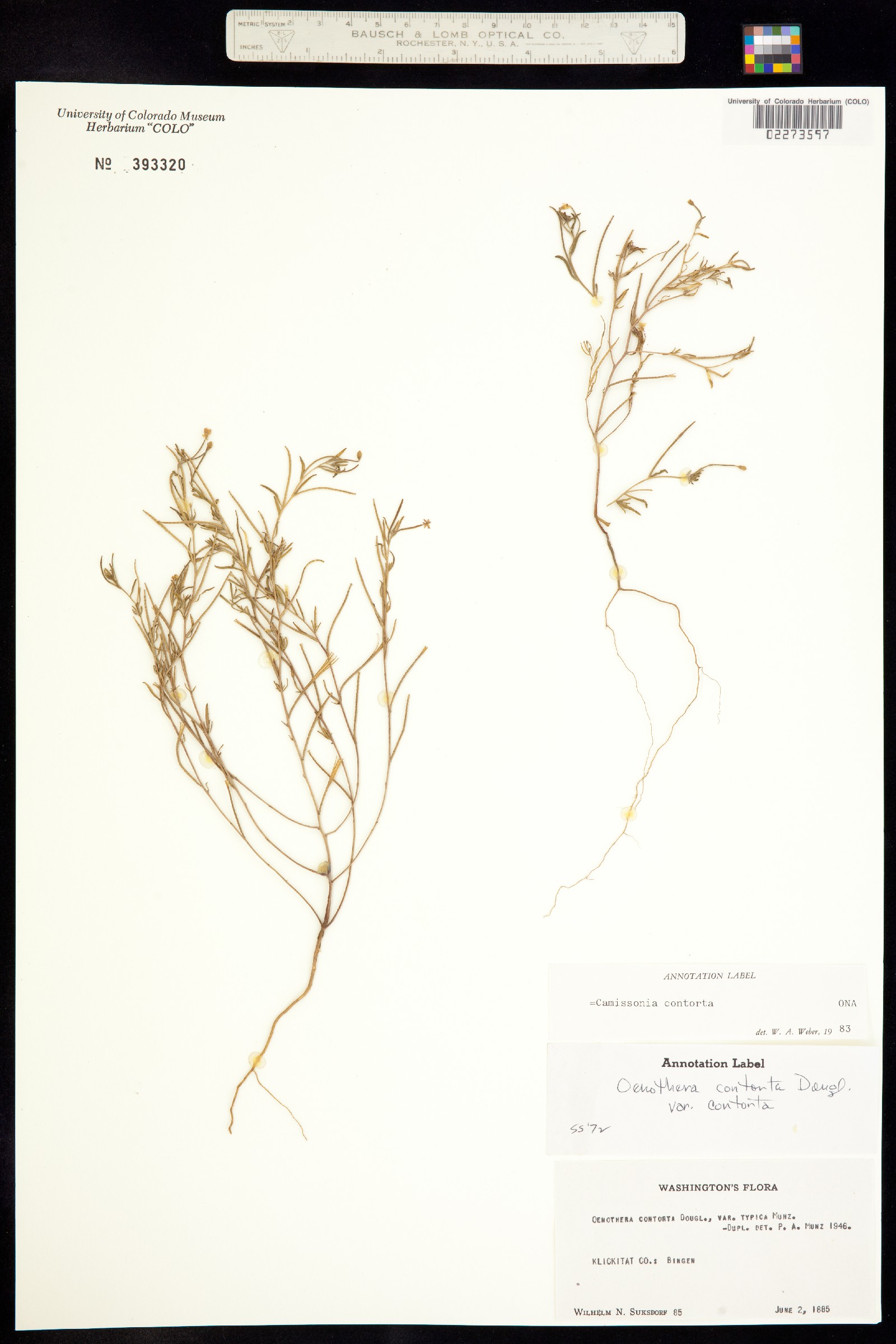Camissonia contorta image