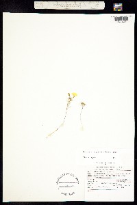 Camissonia dentata image