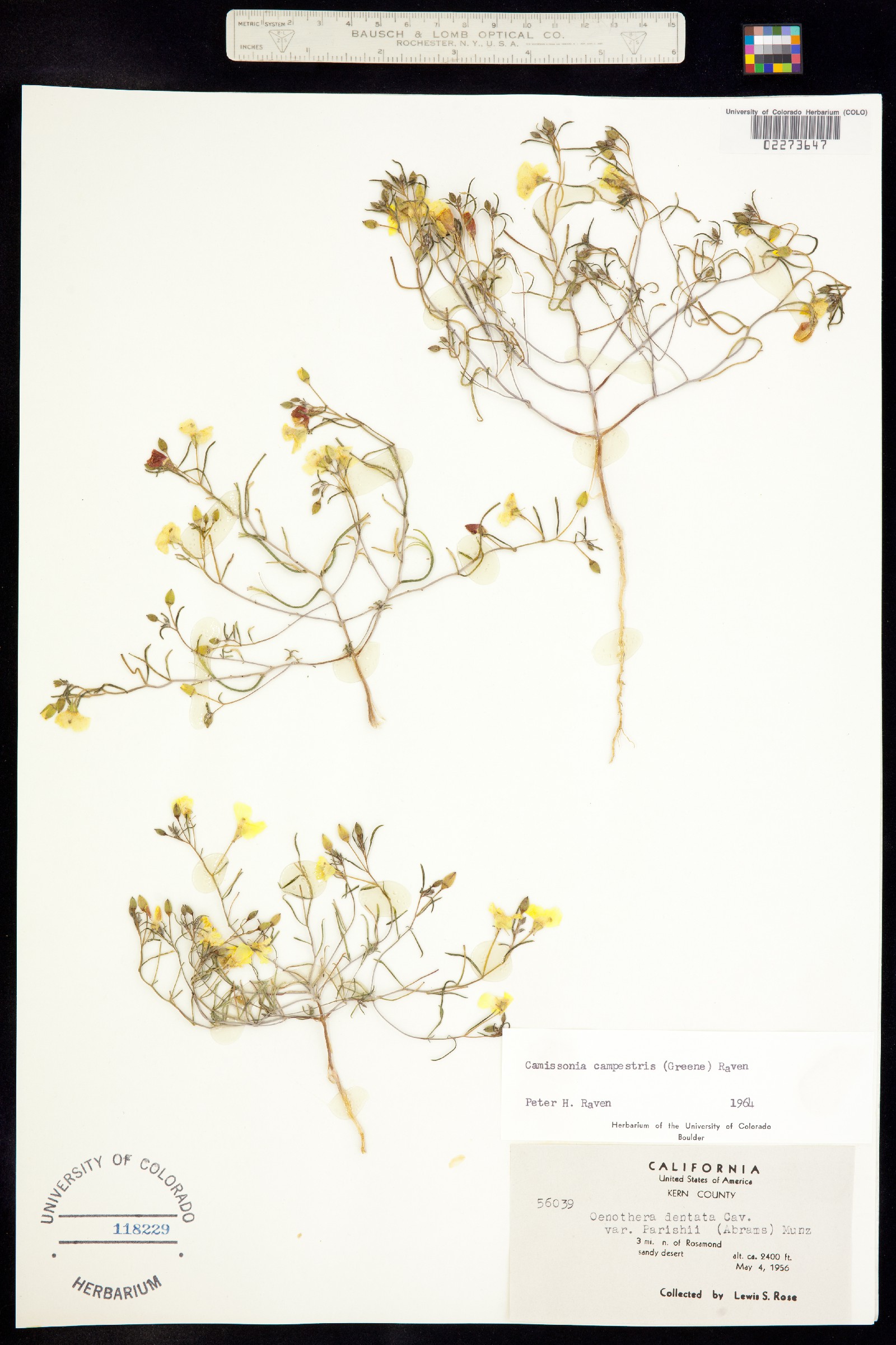 Camissonia dentata image