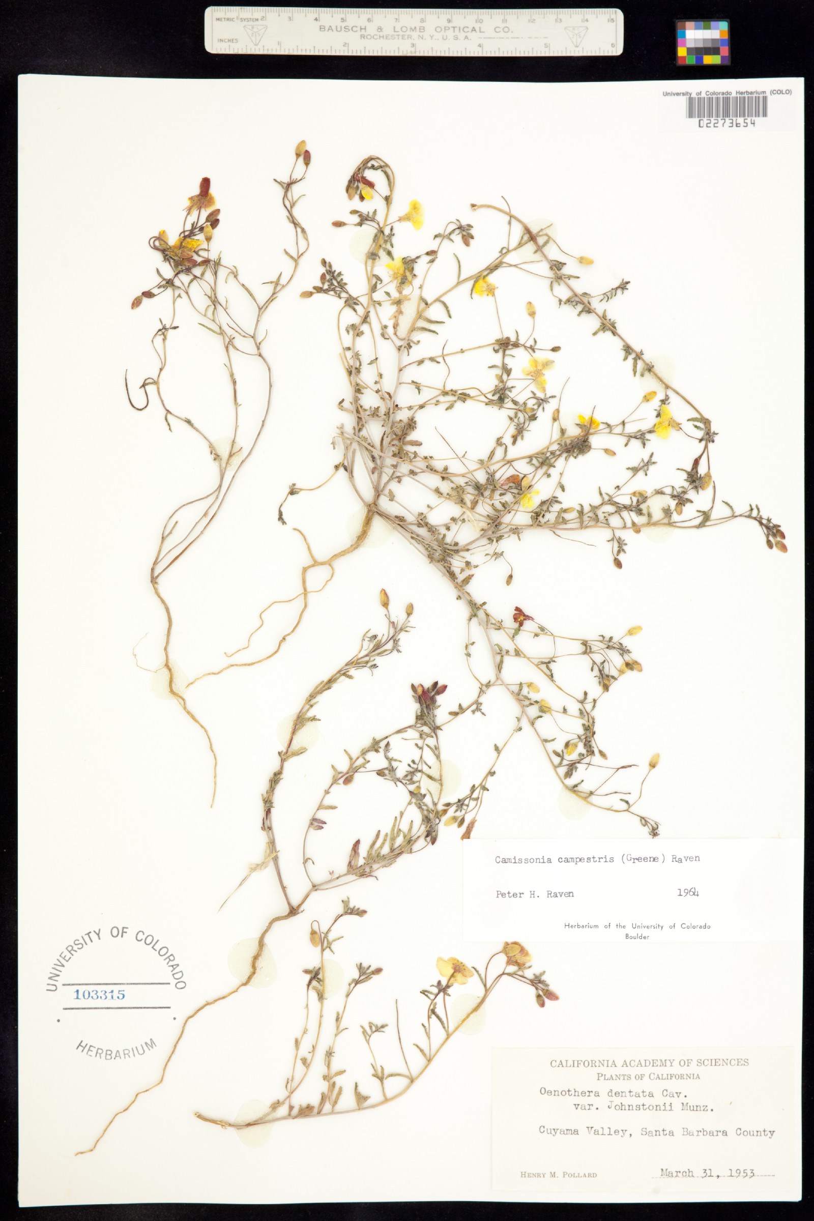 Camissonia dentata image