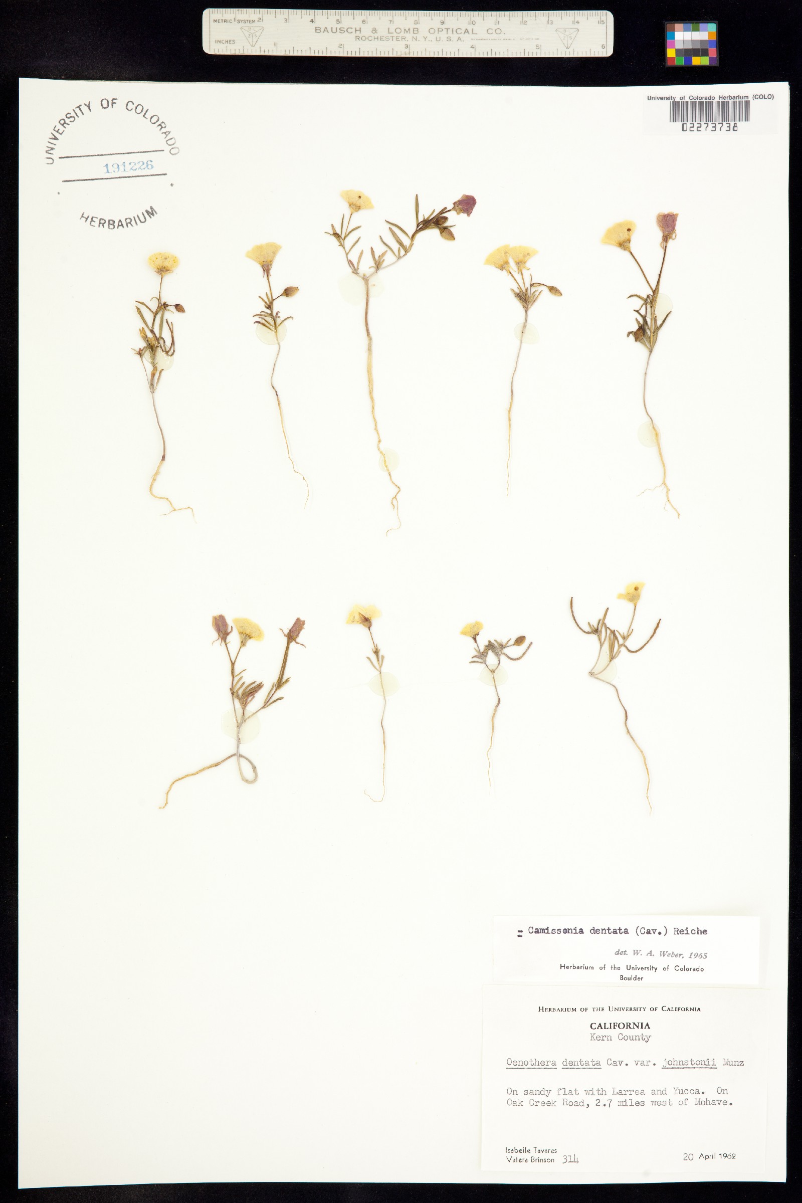 Camissonia dentata image