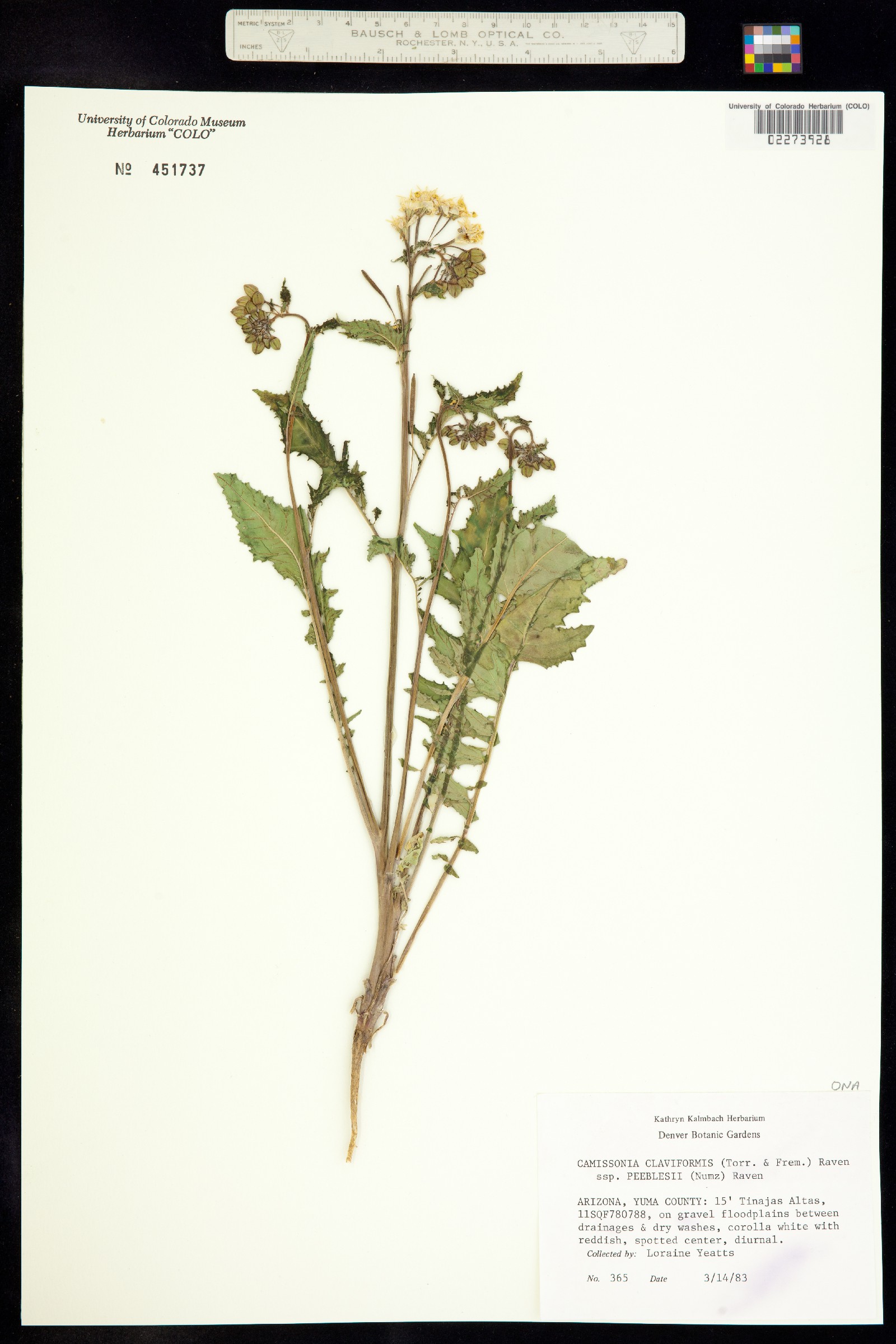 Chylismia claviformis ssp. claviformis image