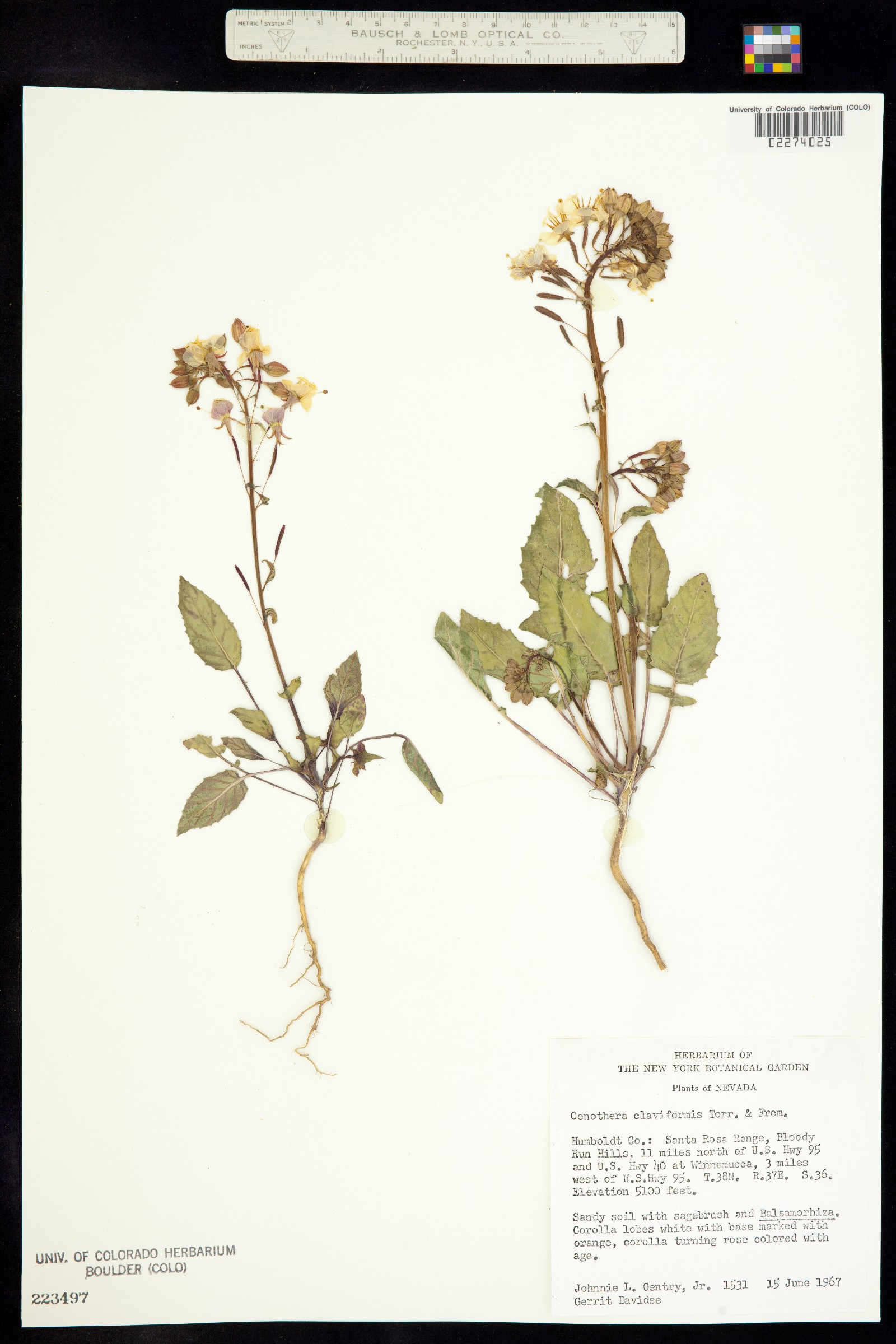 Camissonia image
