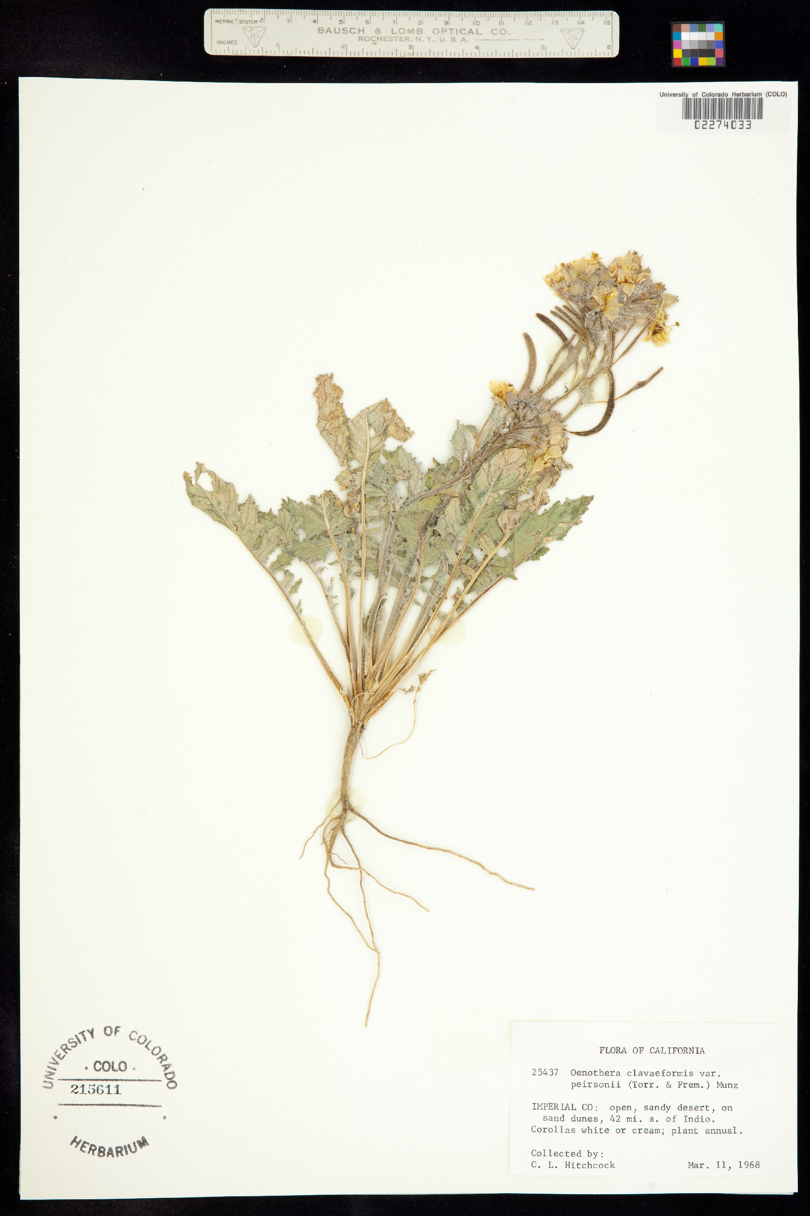 Chylismia claviformis image