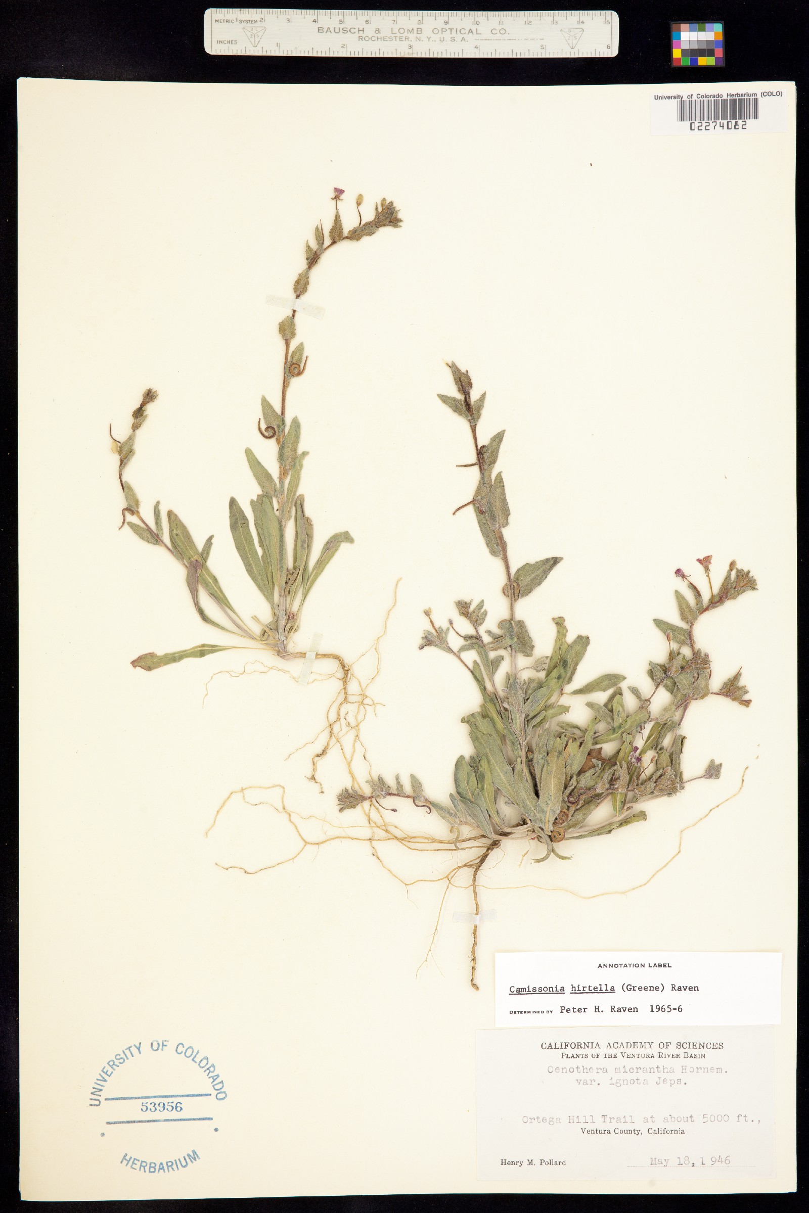 Camissoniopsis hirtella image