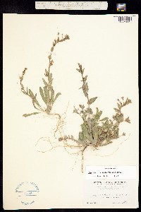 Image of Oenothera hirtella