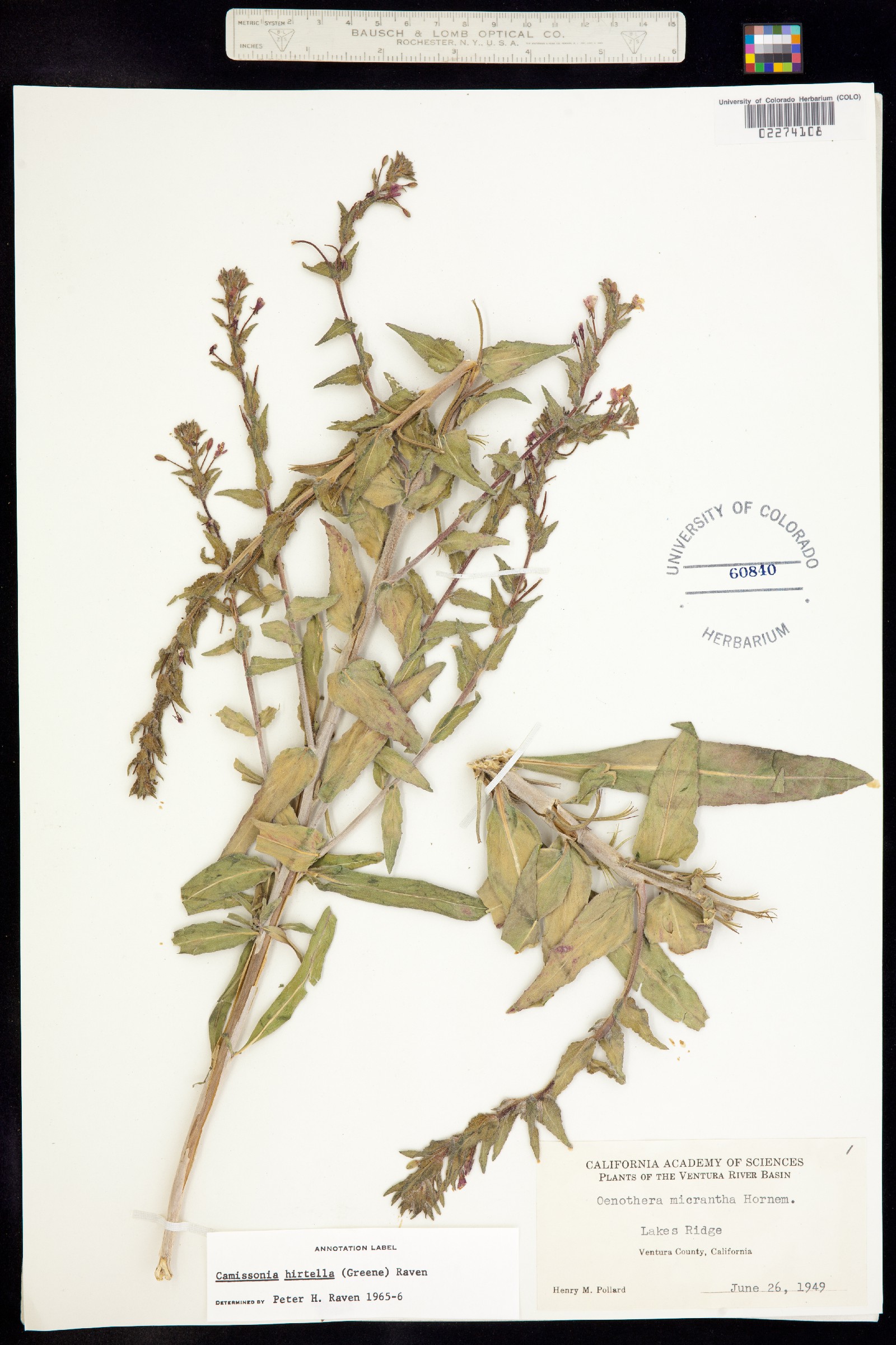 Camissoniopsis hirtella image