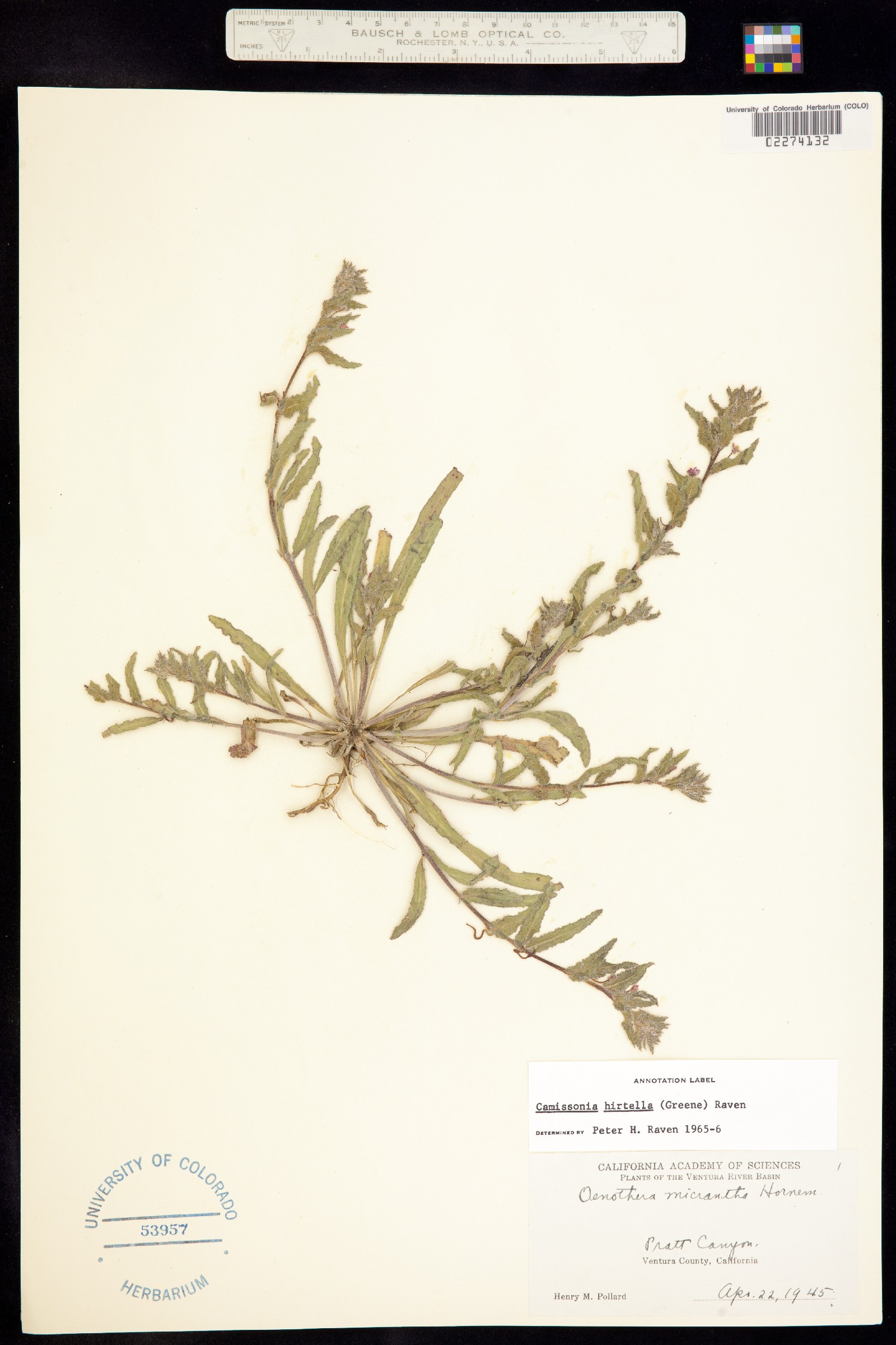 Camissoniopsis hirtella image