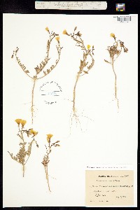 Image of Camissonia kernensis