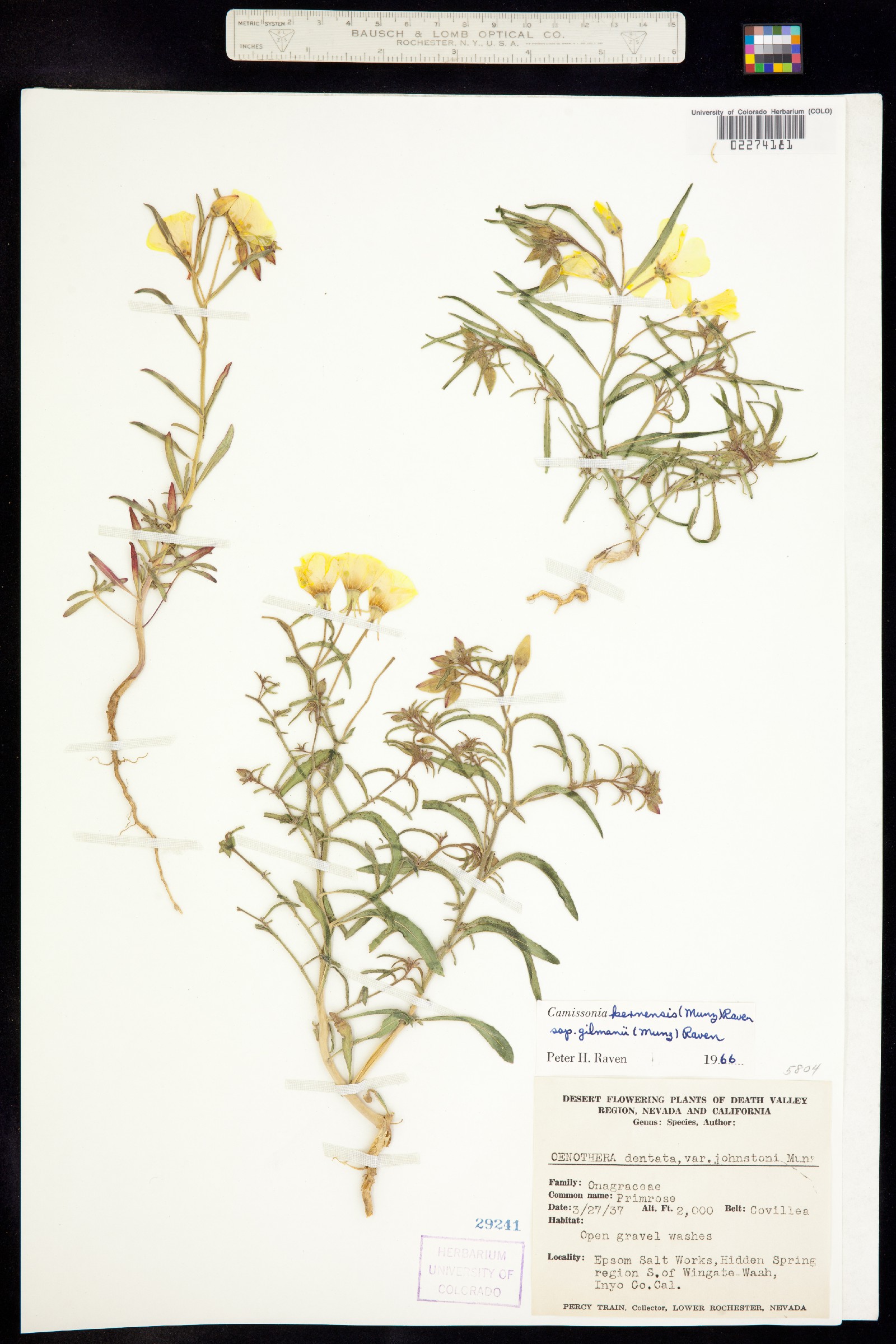 Camissonia kernensis image