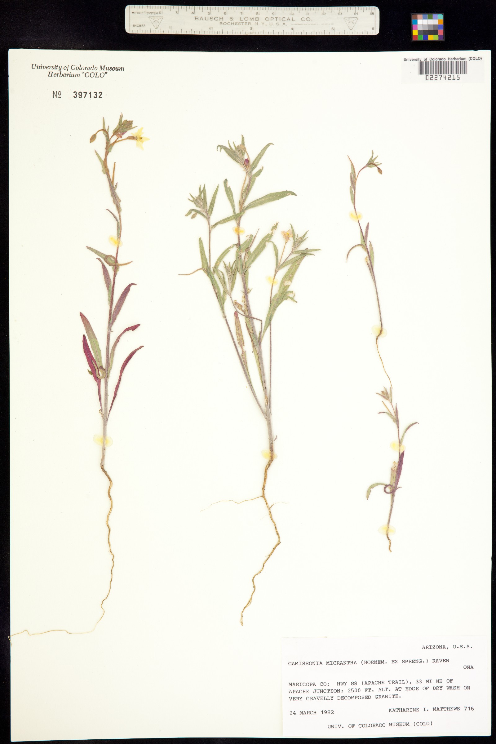 Camissoniopsis micrantha image