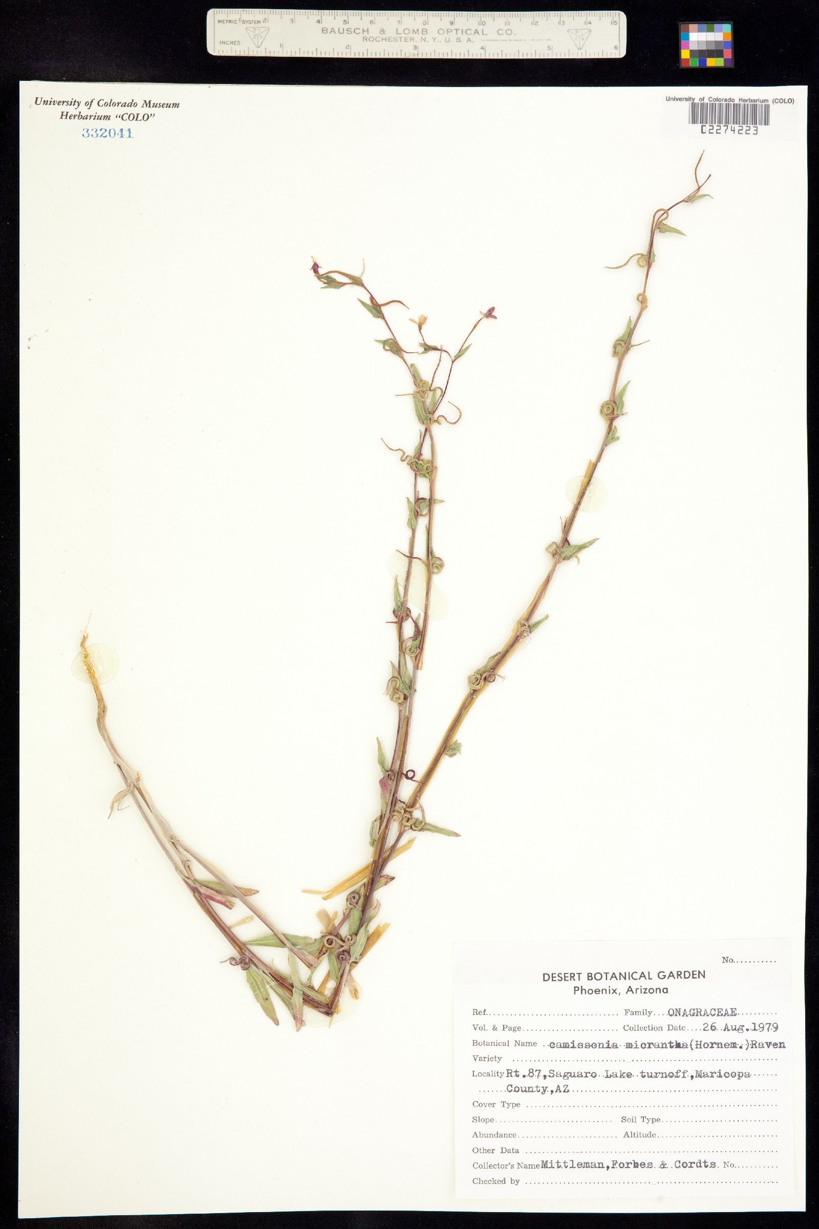 Camissoniopsis micrantha image