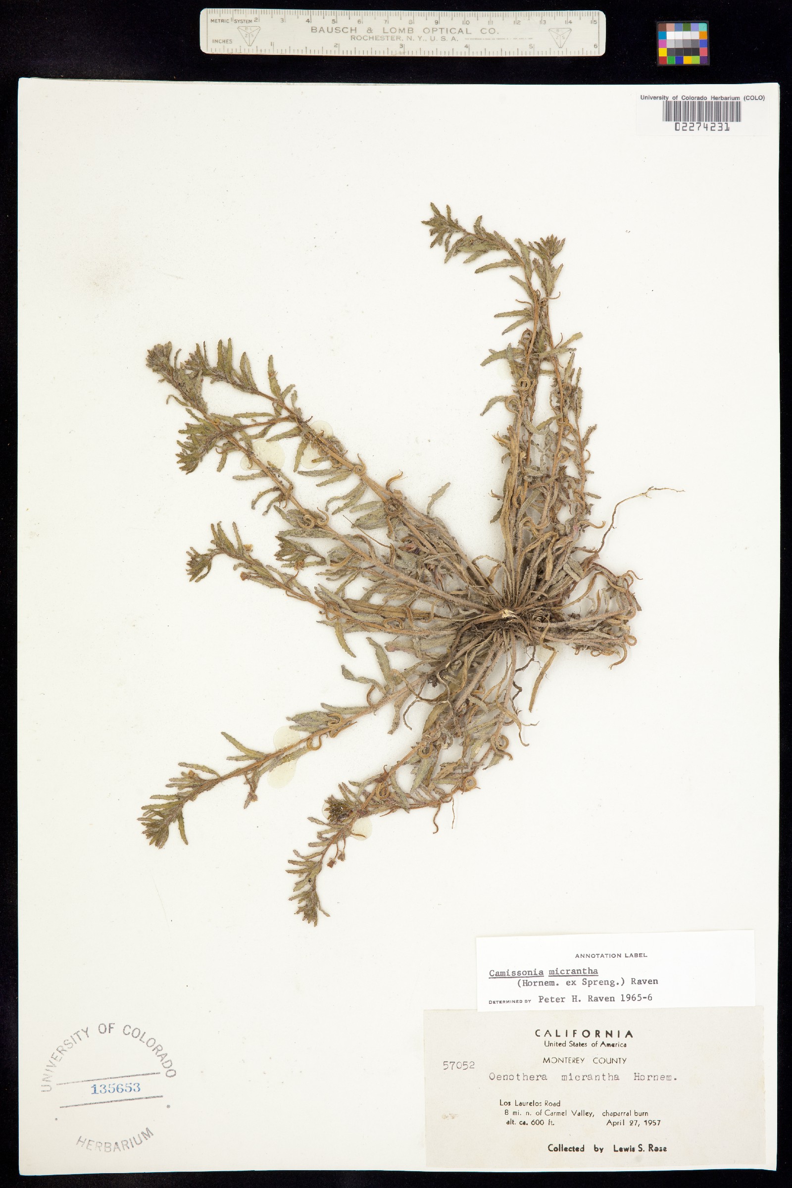 Camissoniopsis micrantha image