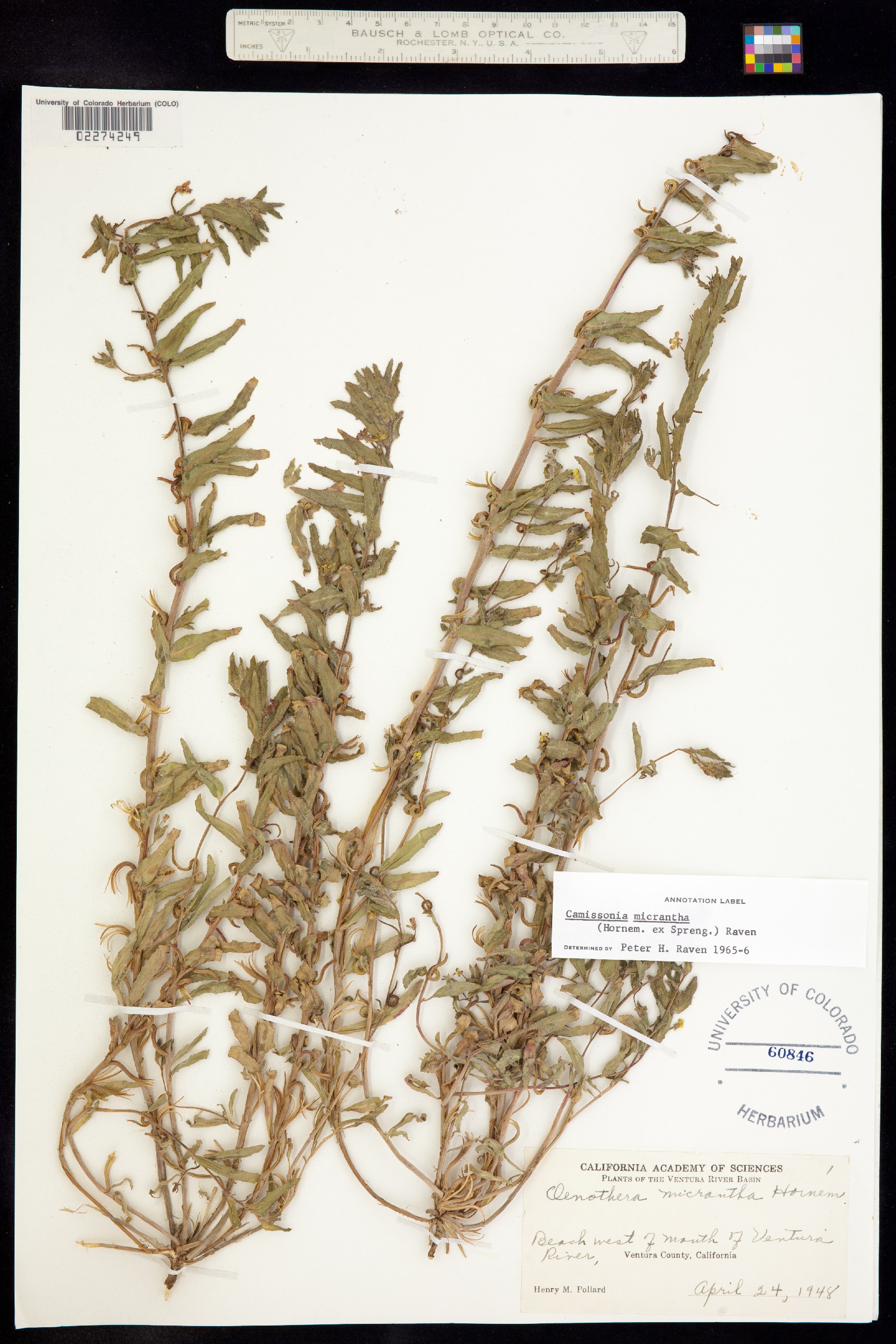 Camissoniopsis micrantha image