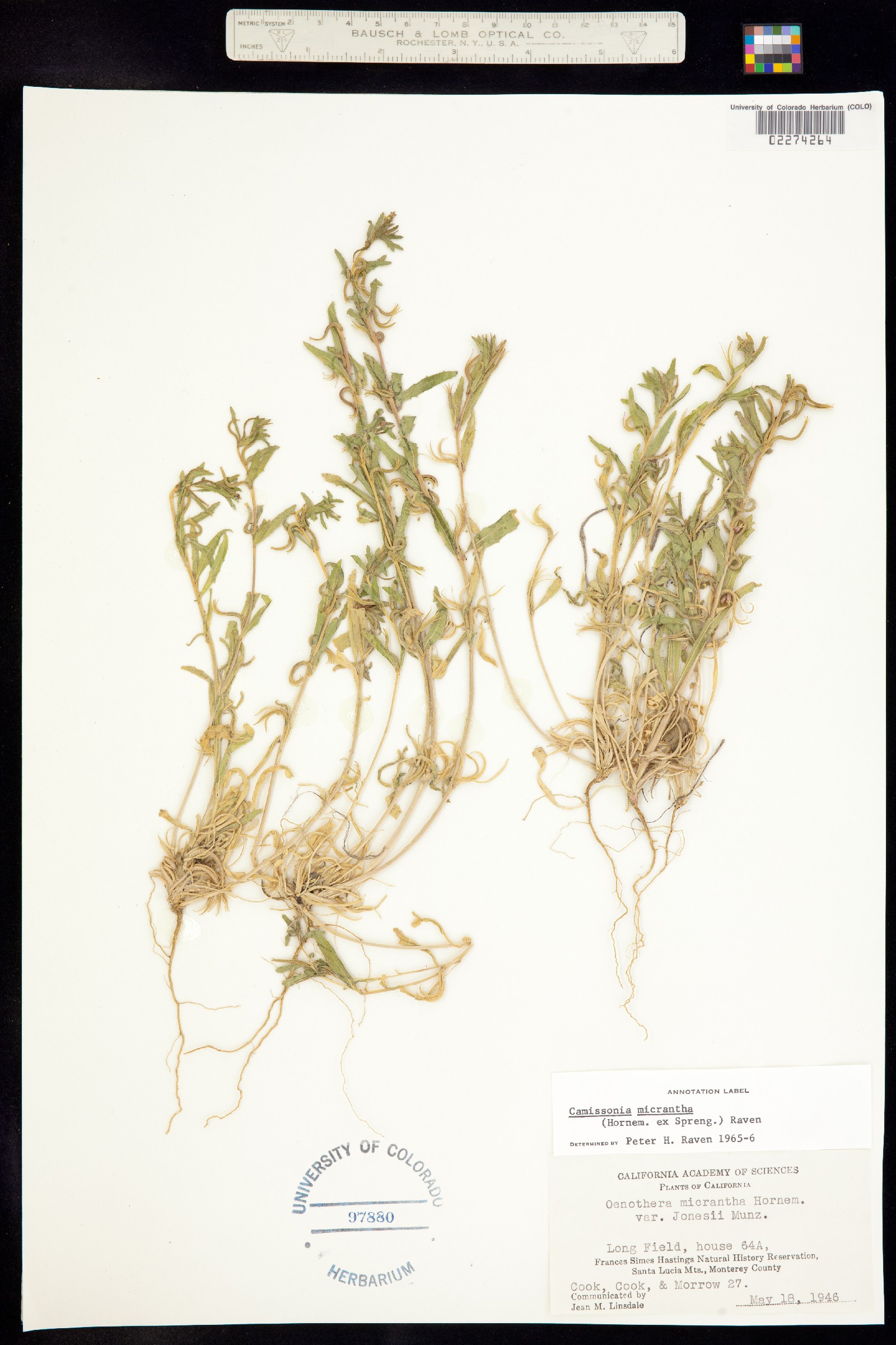 Camissoniopsis micrantha image
