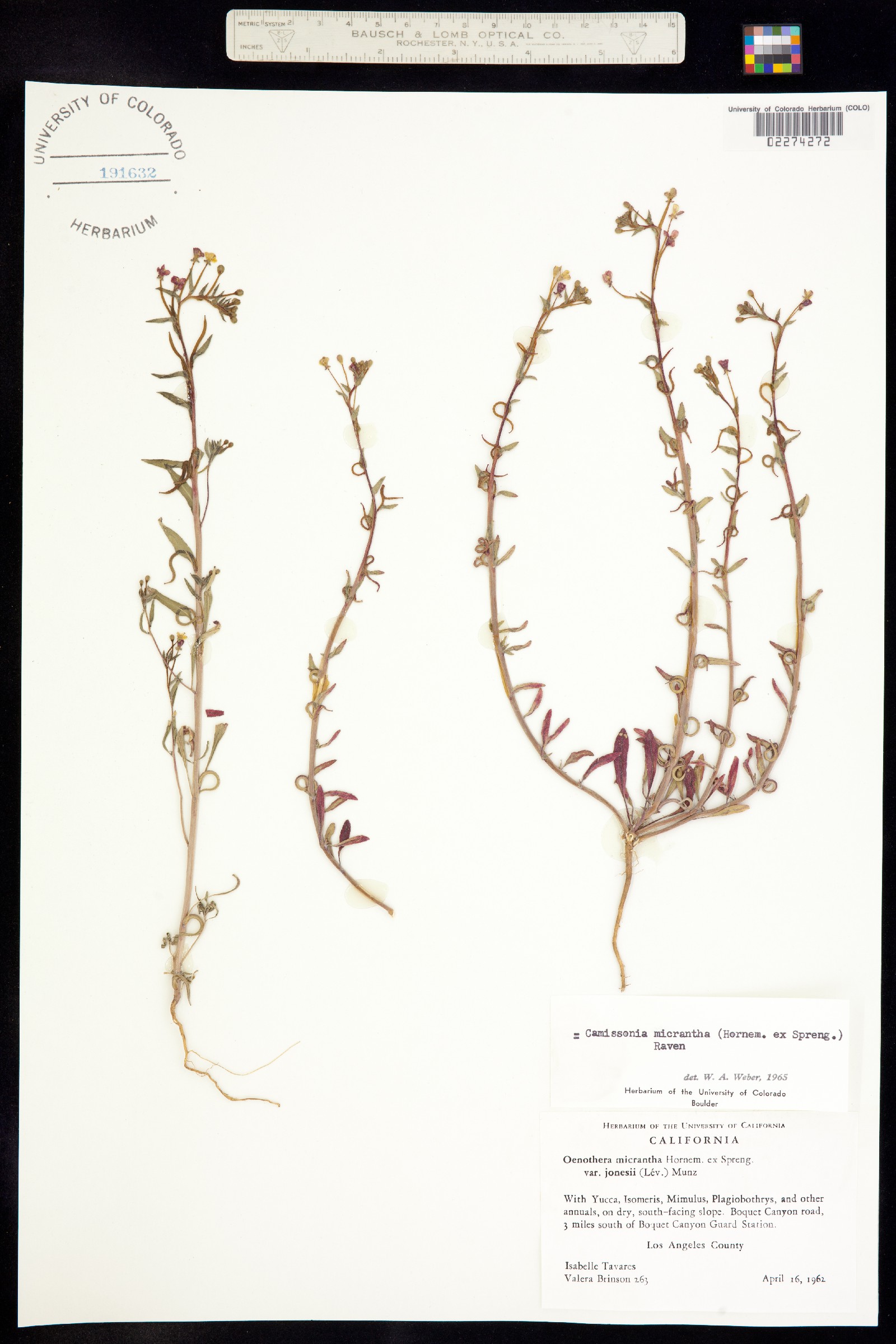 Camissoniopsis micrantha image