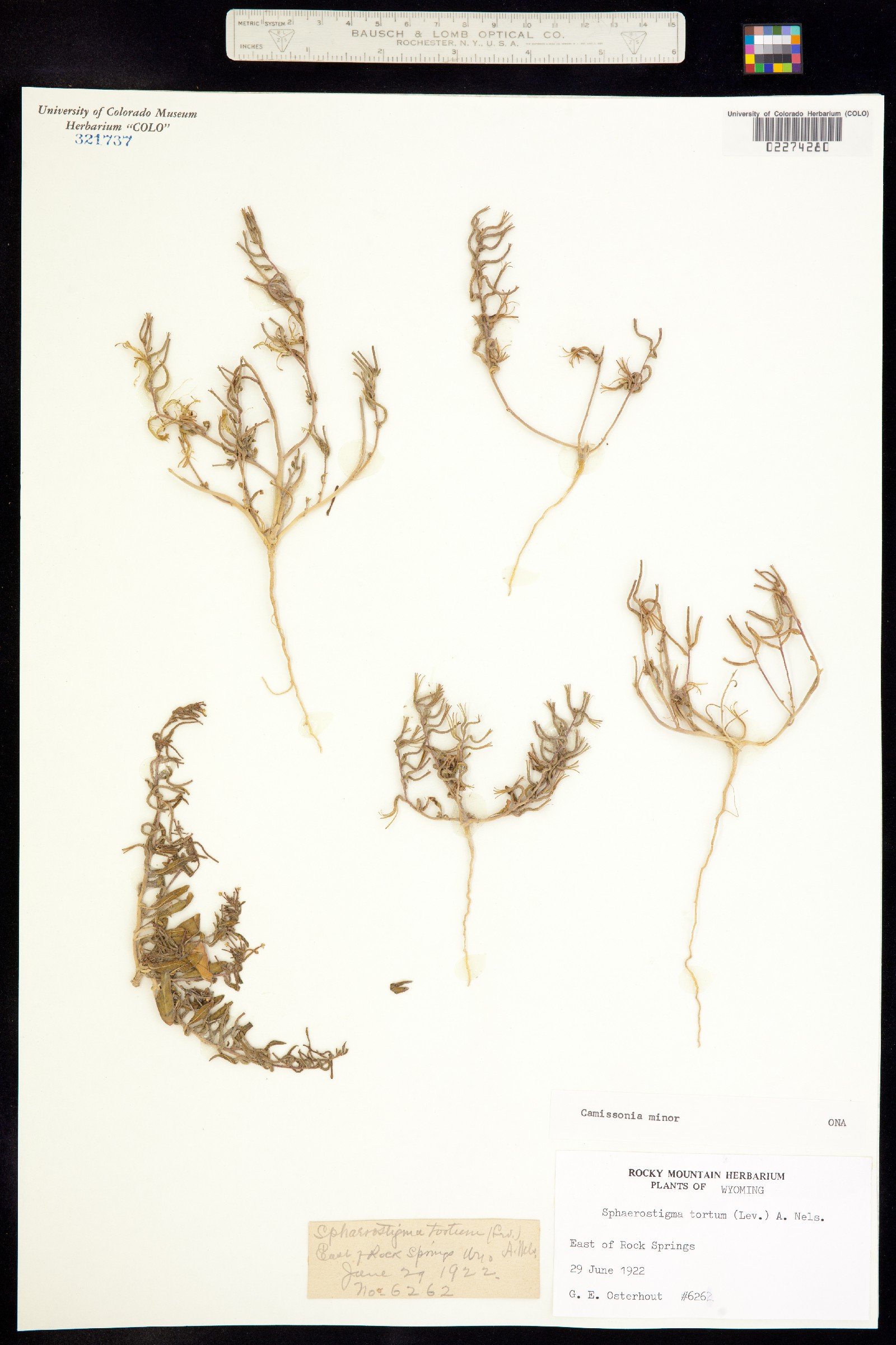 Eremothera minor image