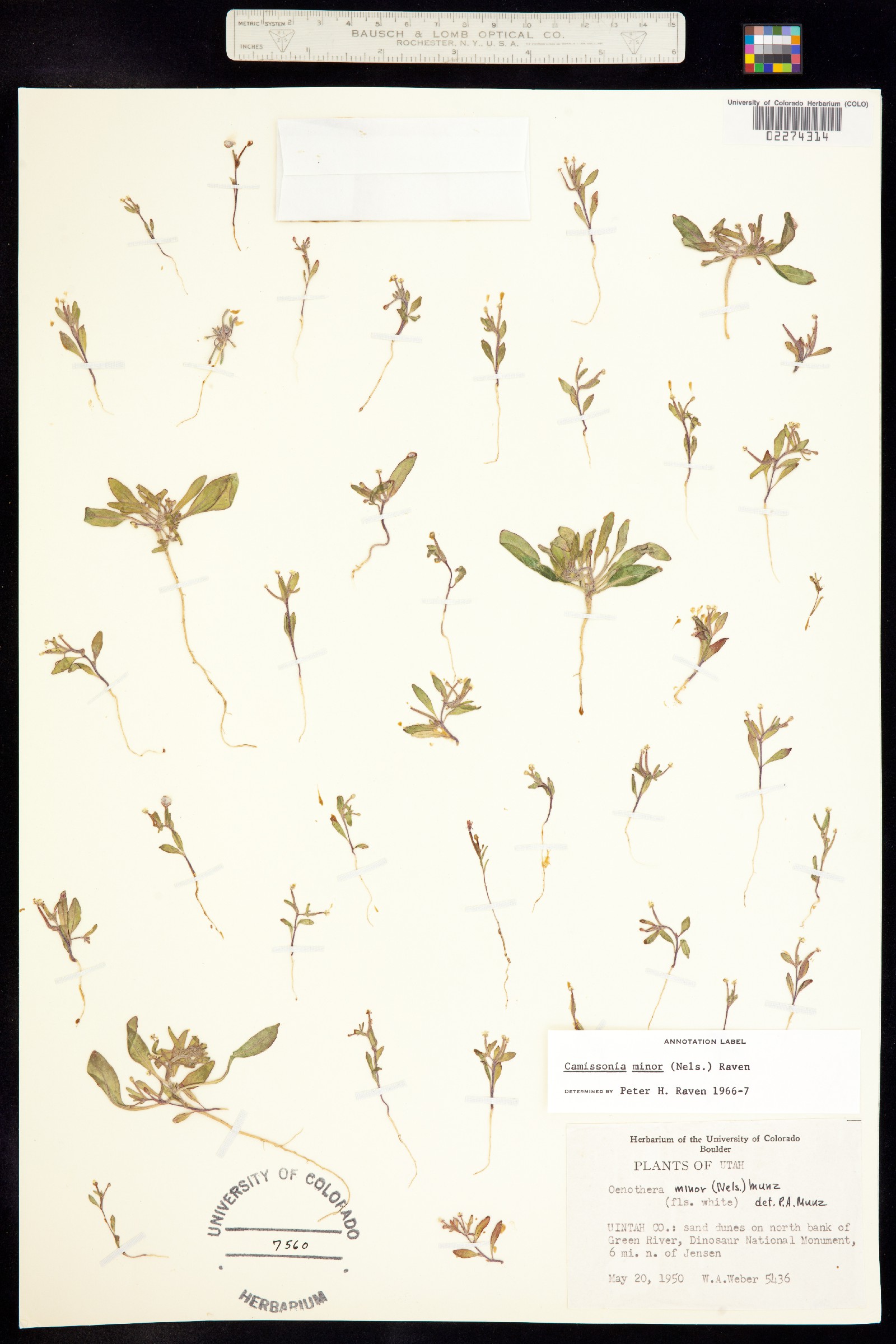 Eremothera minor image