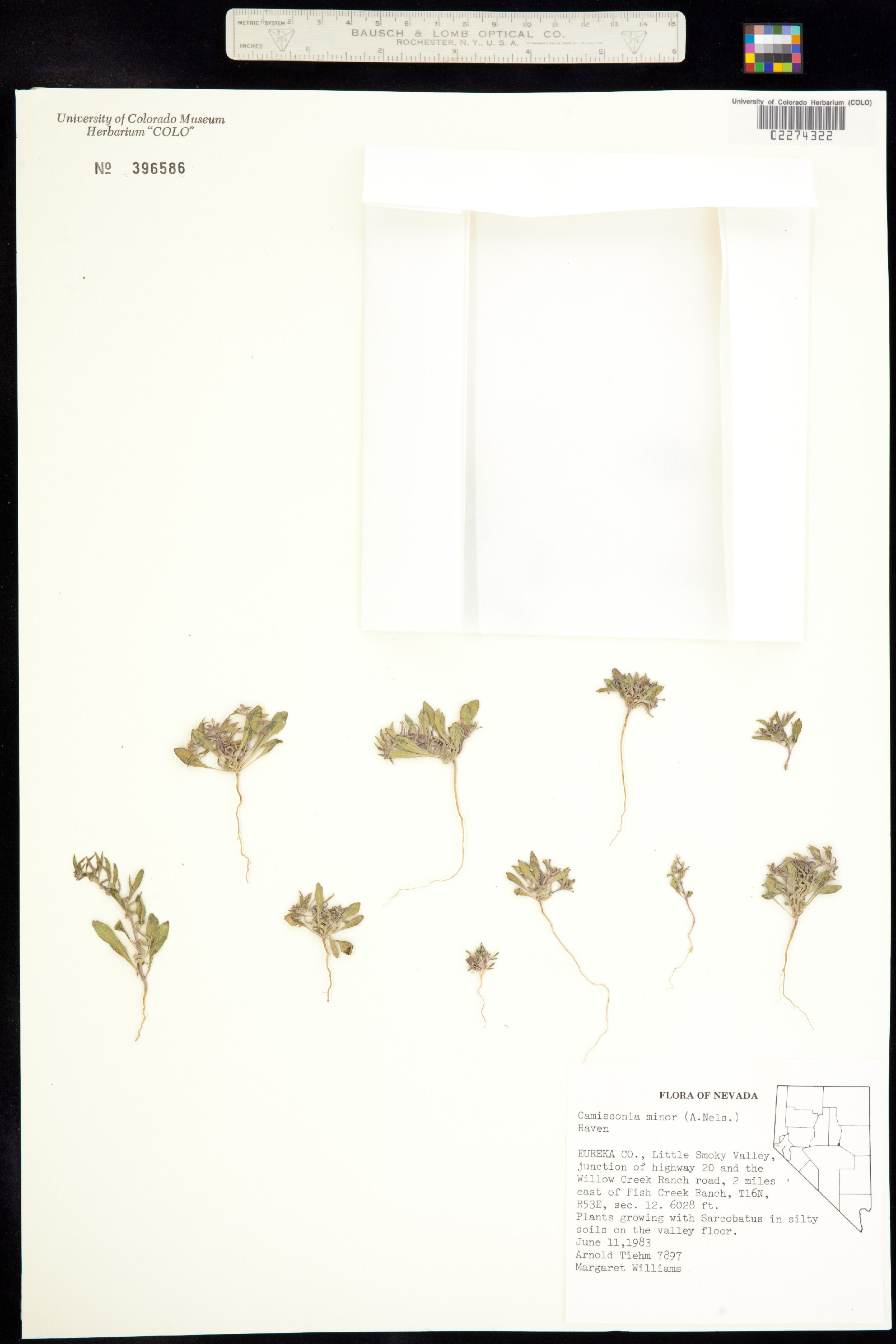 Eremothera minor image